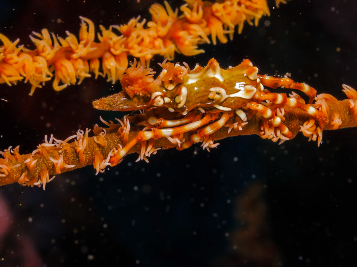 wire coral crab