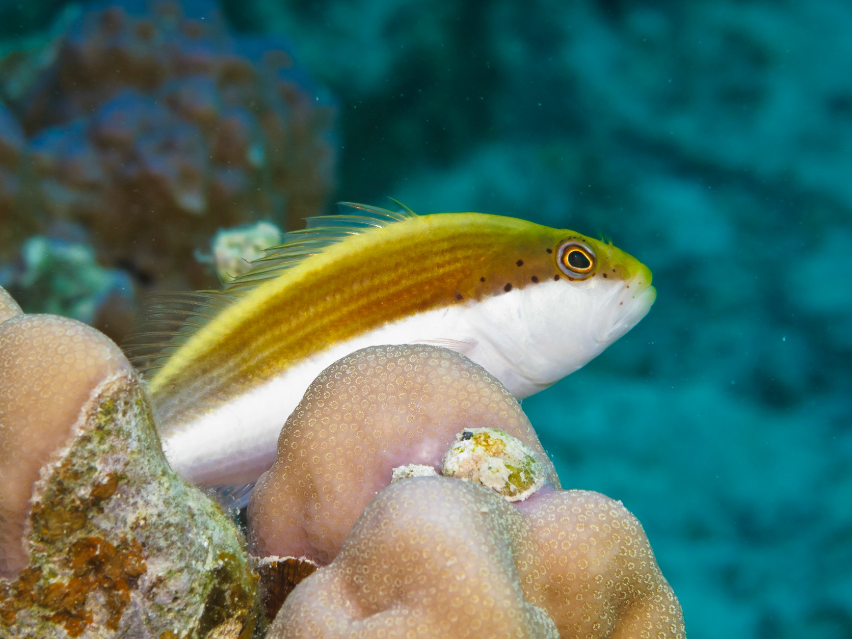 Freckled Hawkfish