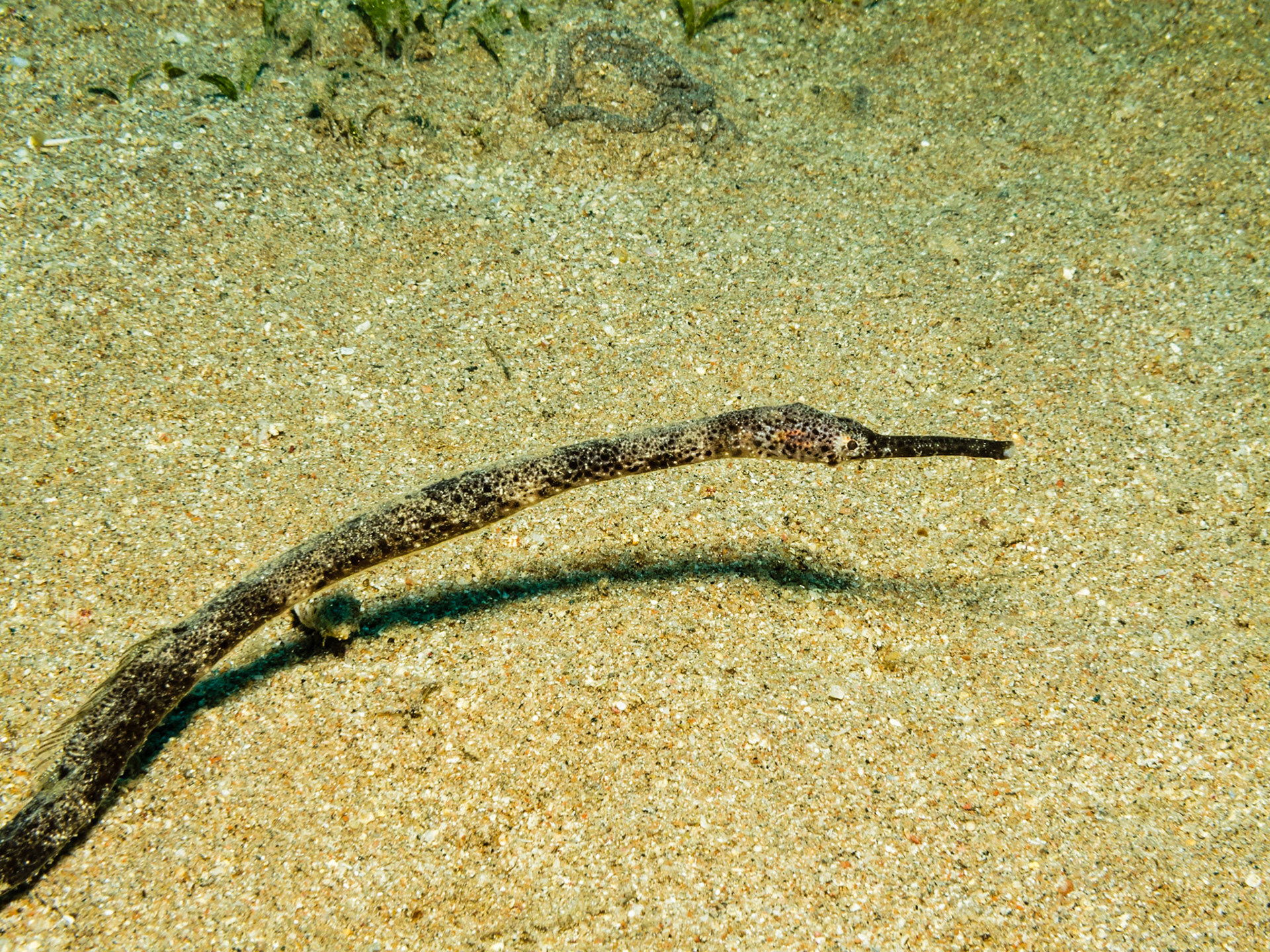 Double-ended Pipefish