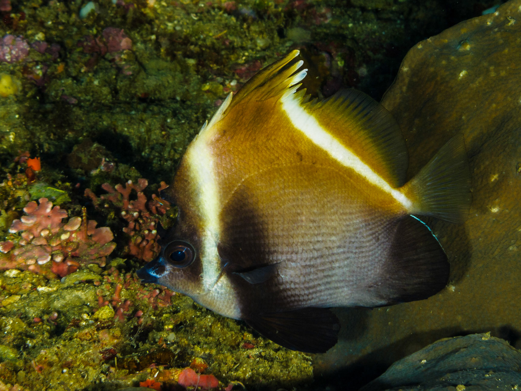 Humphead Bannerfish