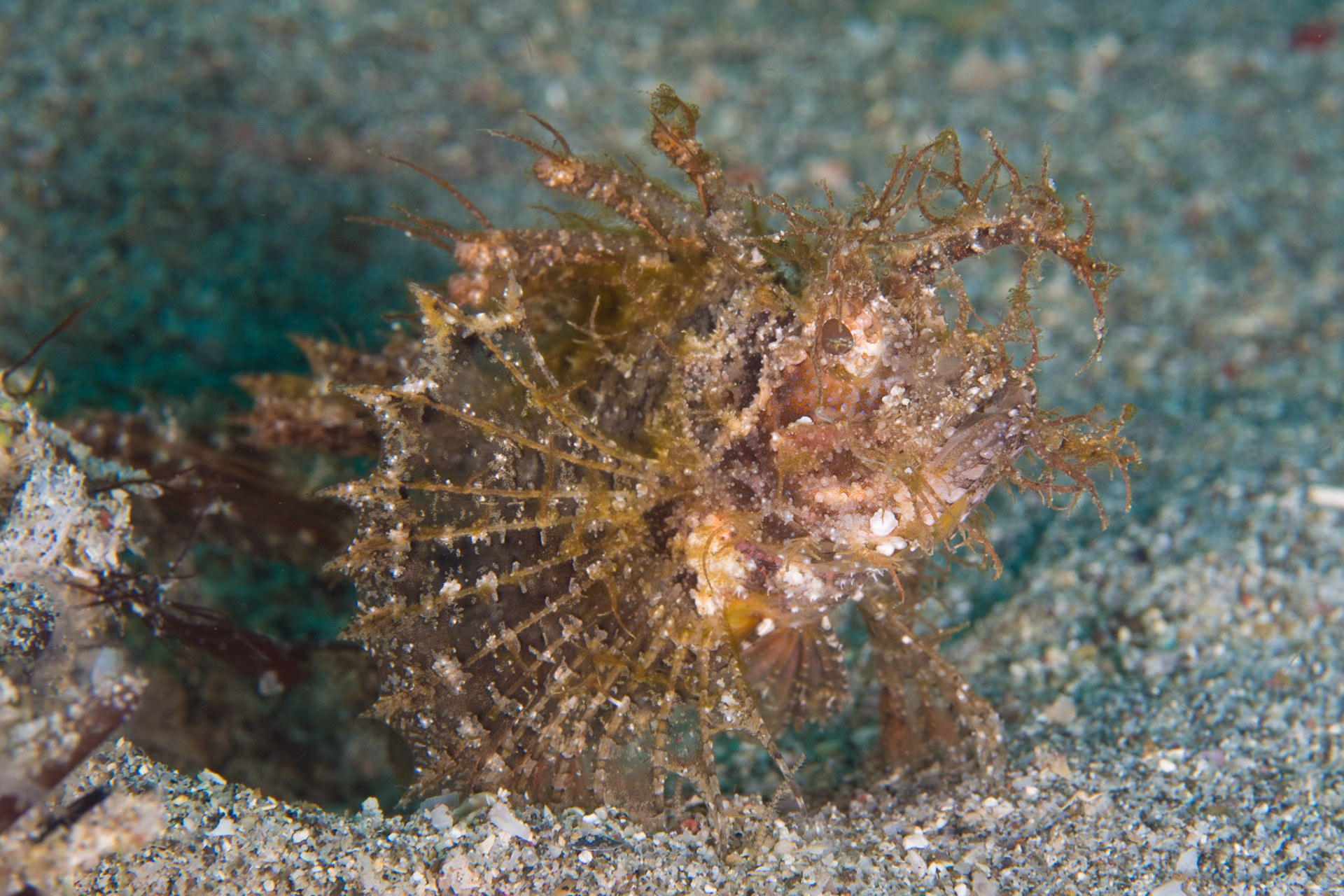 Ambon Scorpionfish