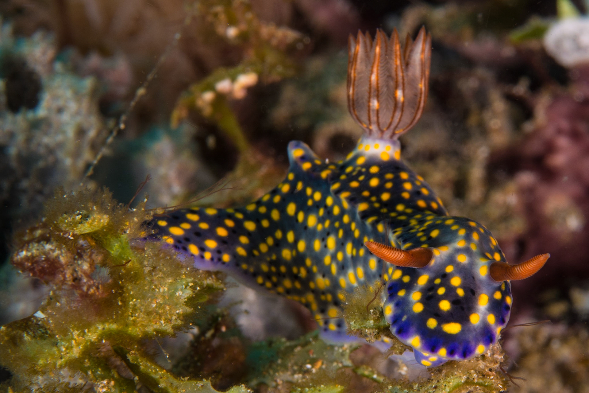 Hypselodoris infucata and Hypselodoris sp. 7