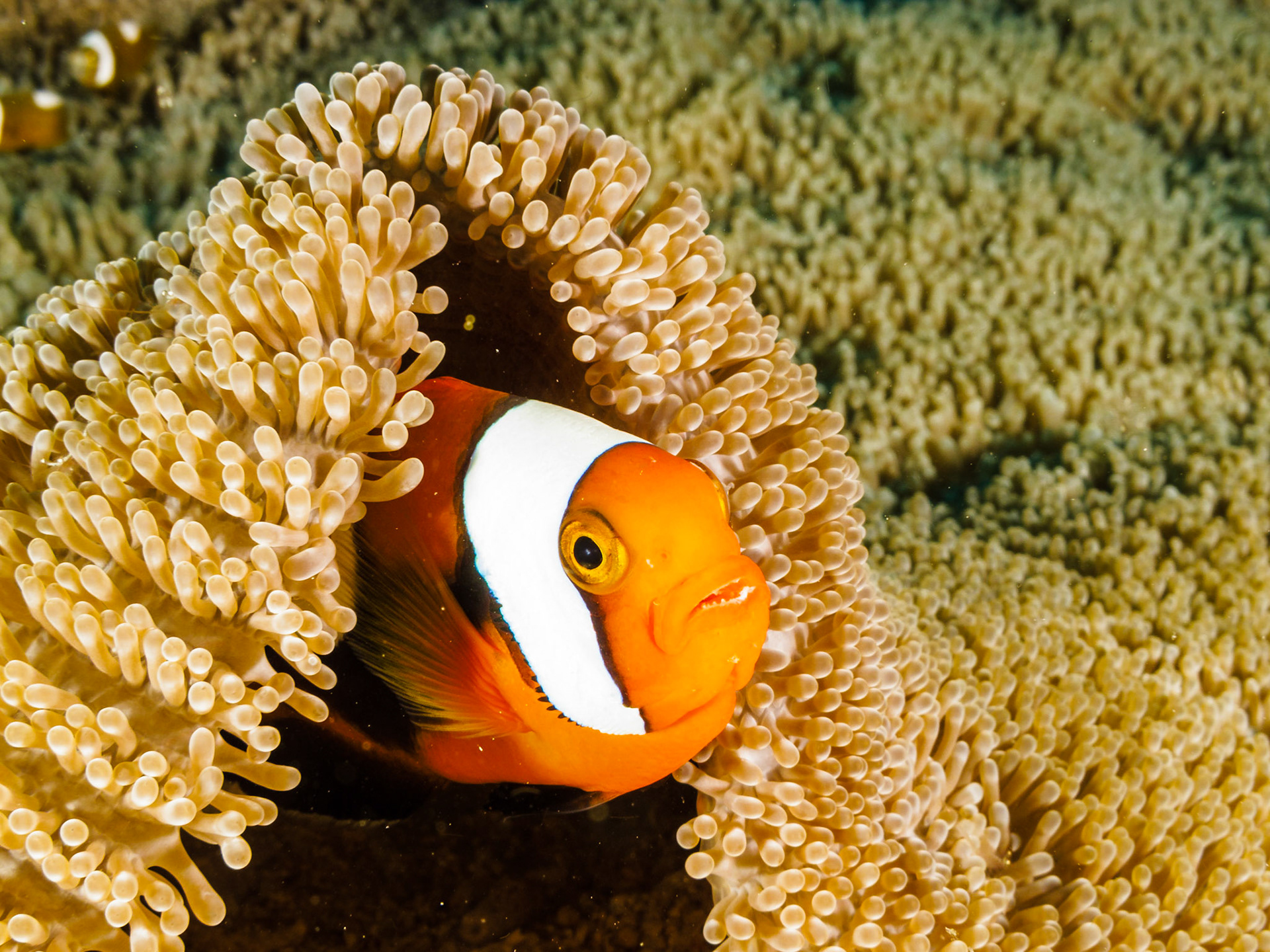 Red and Black Anemonefish
