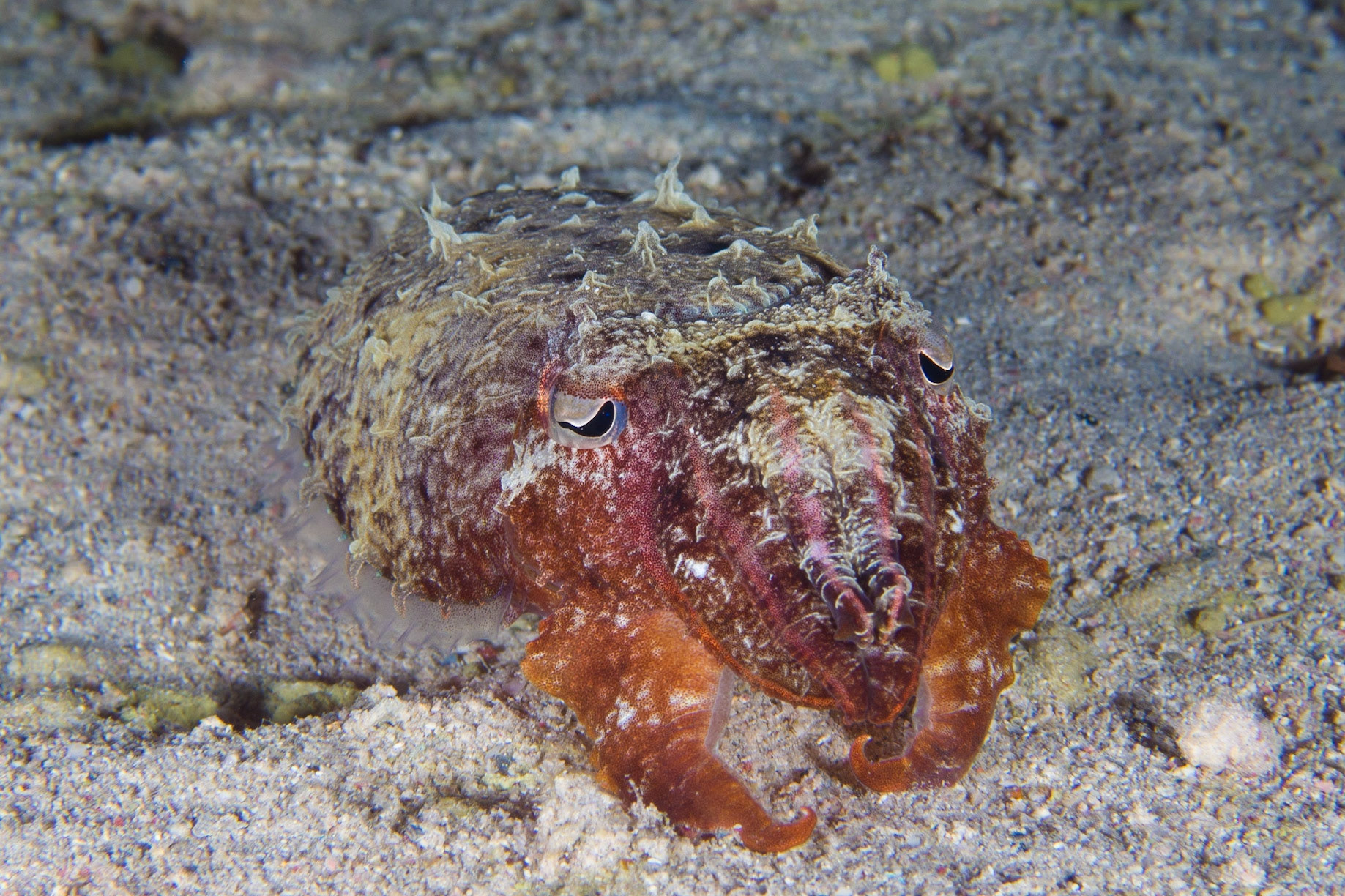 Hooded Cuttlefish