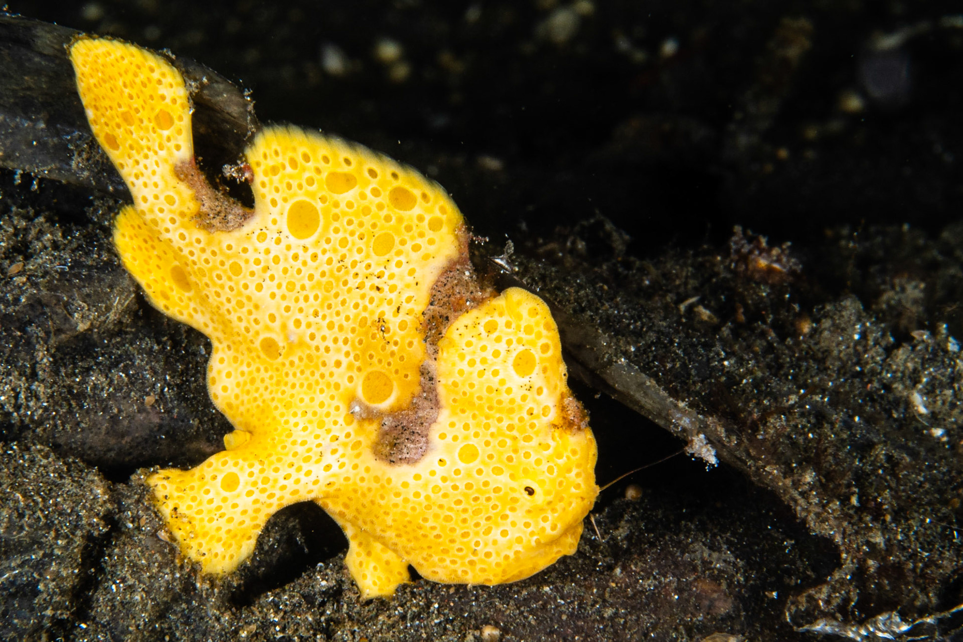 Painted Frogfish