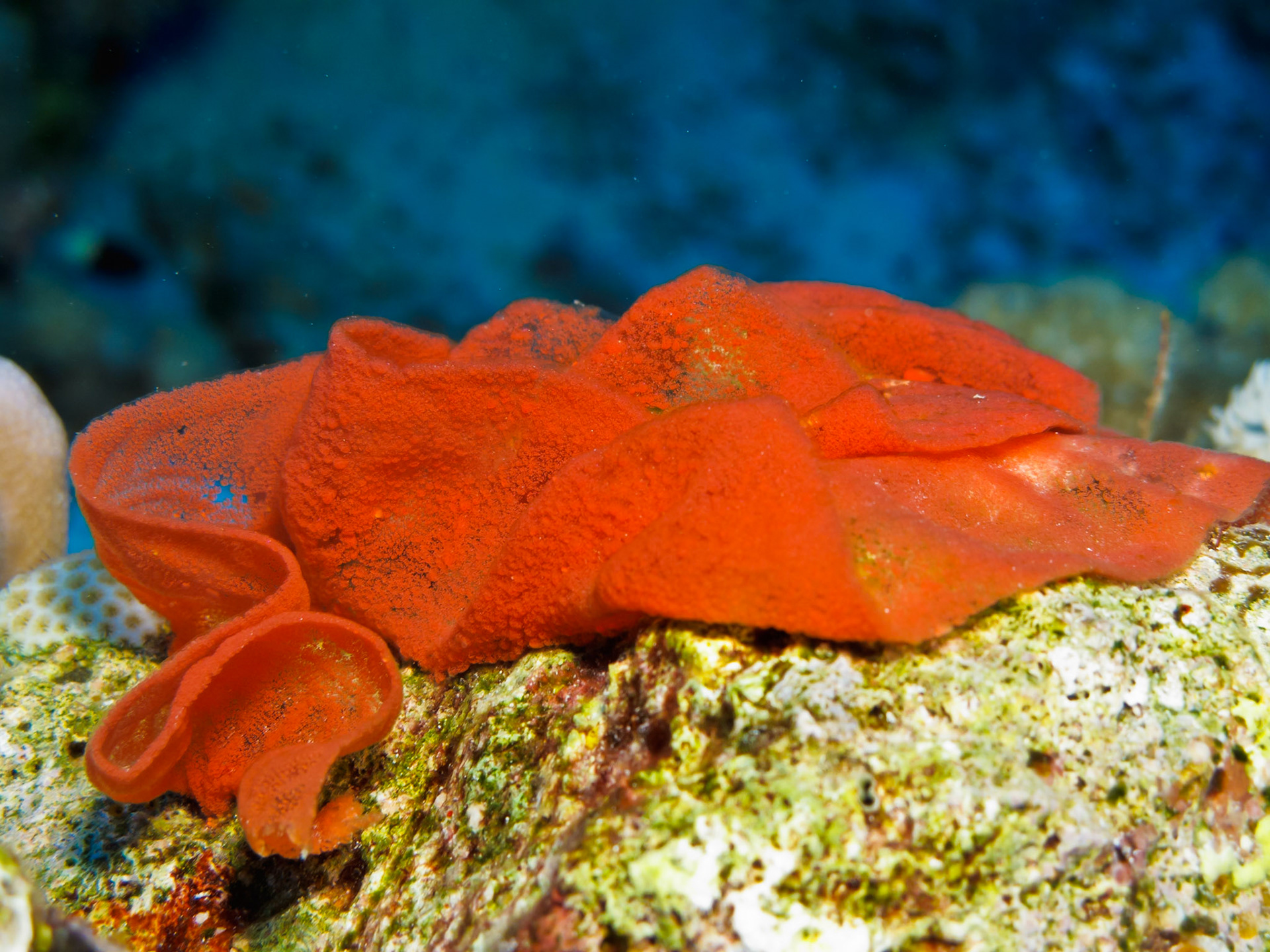 Eggs of Spanish Dancer