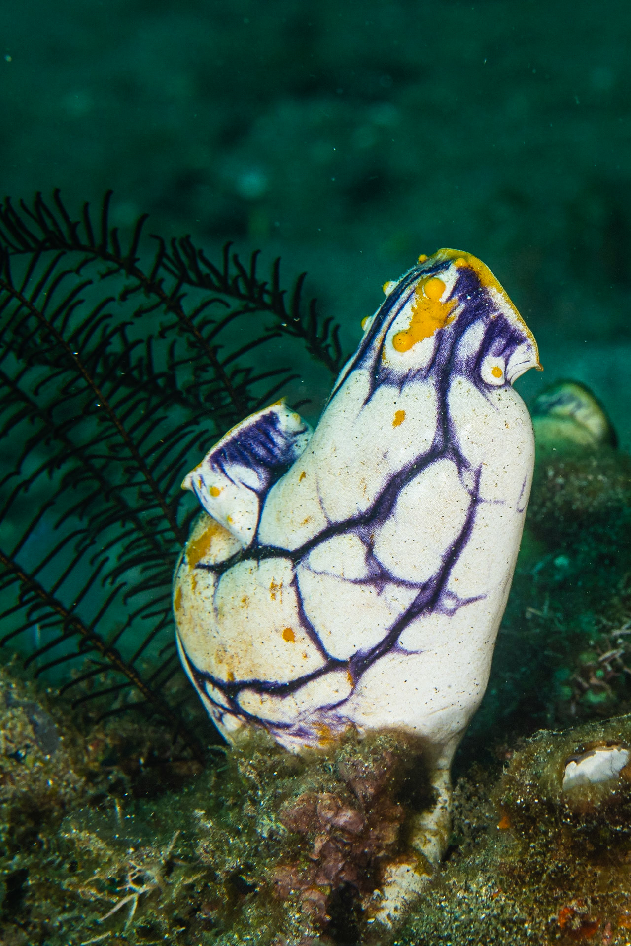 Tunicates