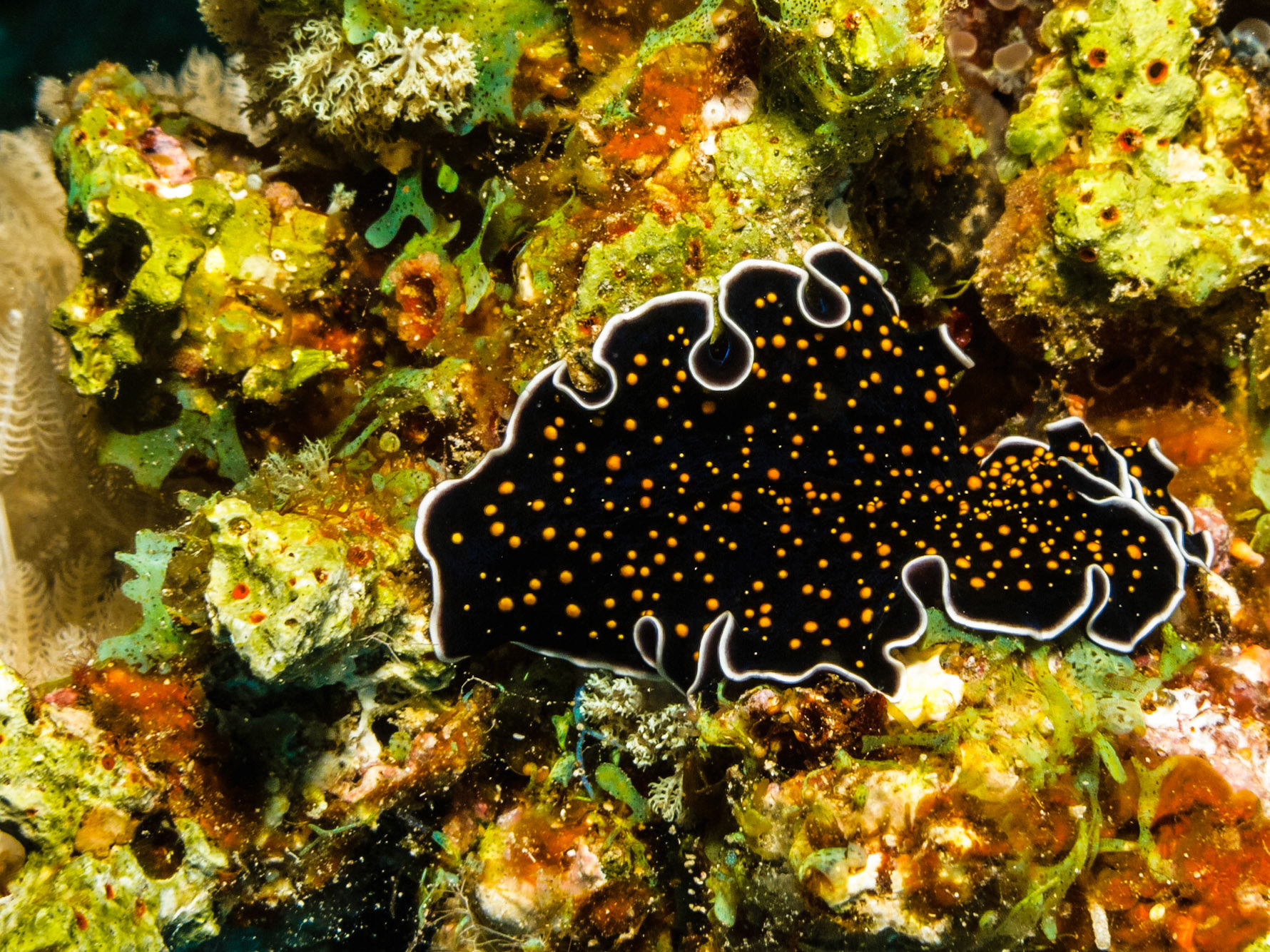Gold-dotted Flatworm