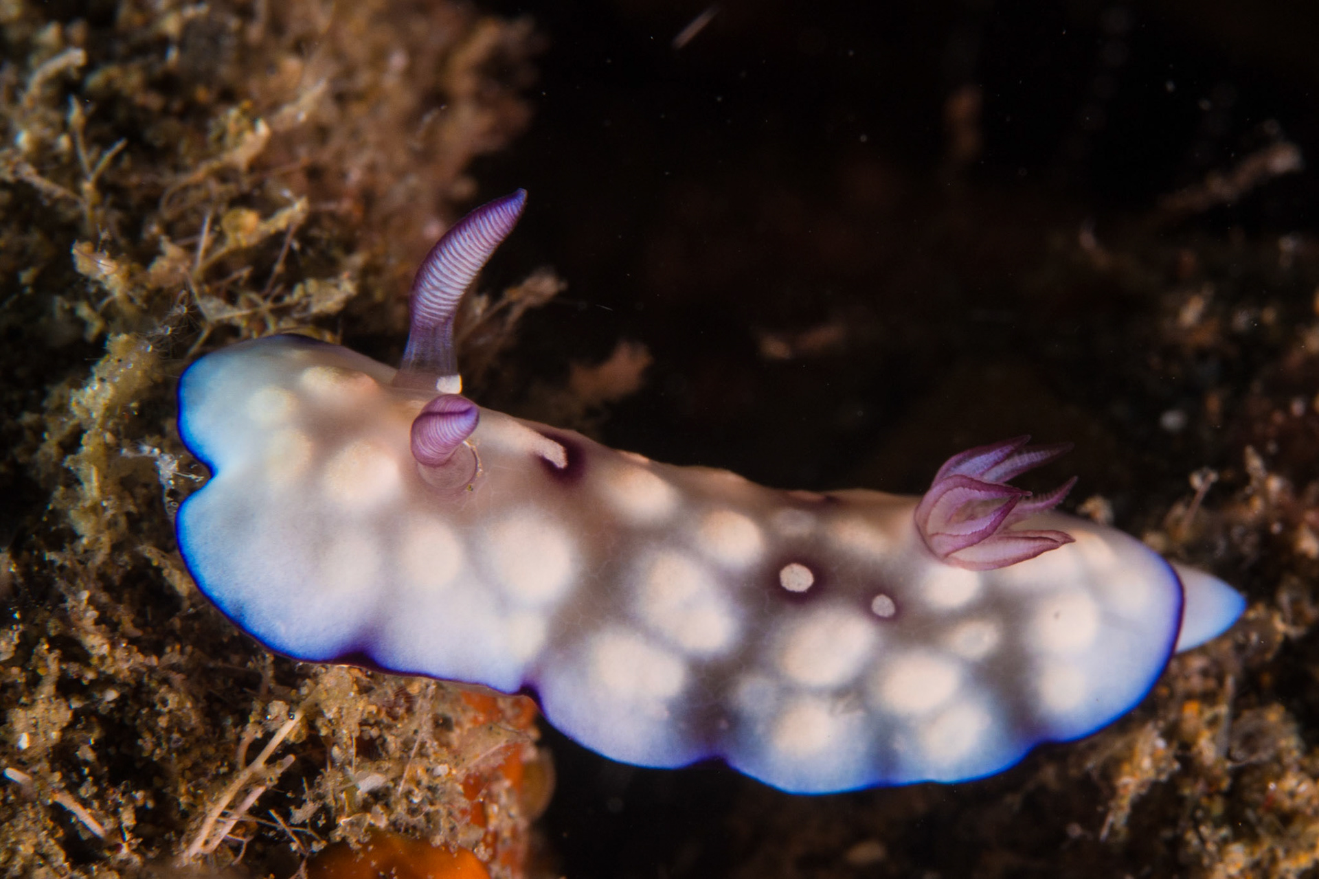 Goniobranchus hintuanensis