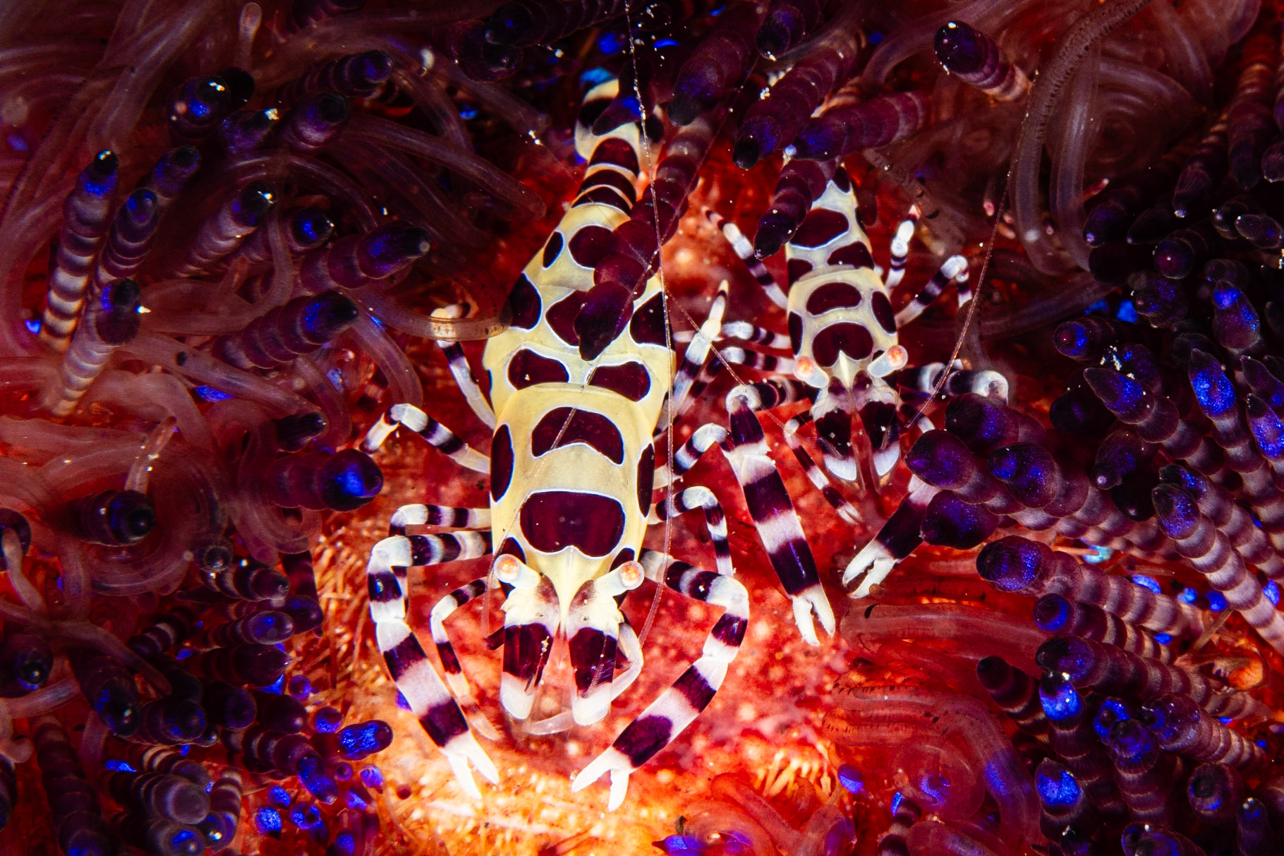 Coleman Shrimp and Variable Fire Urchin