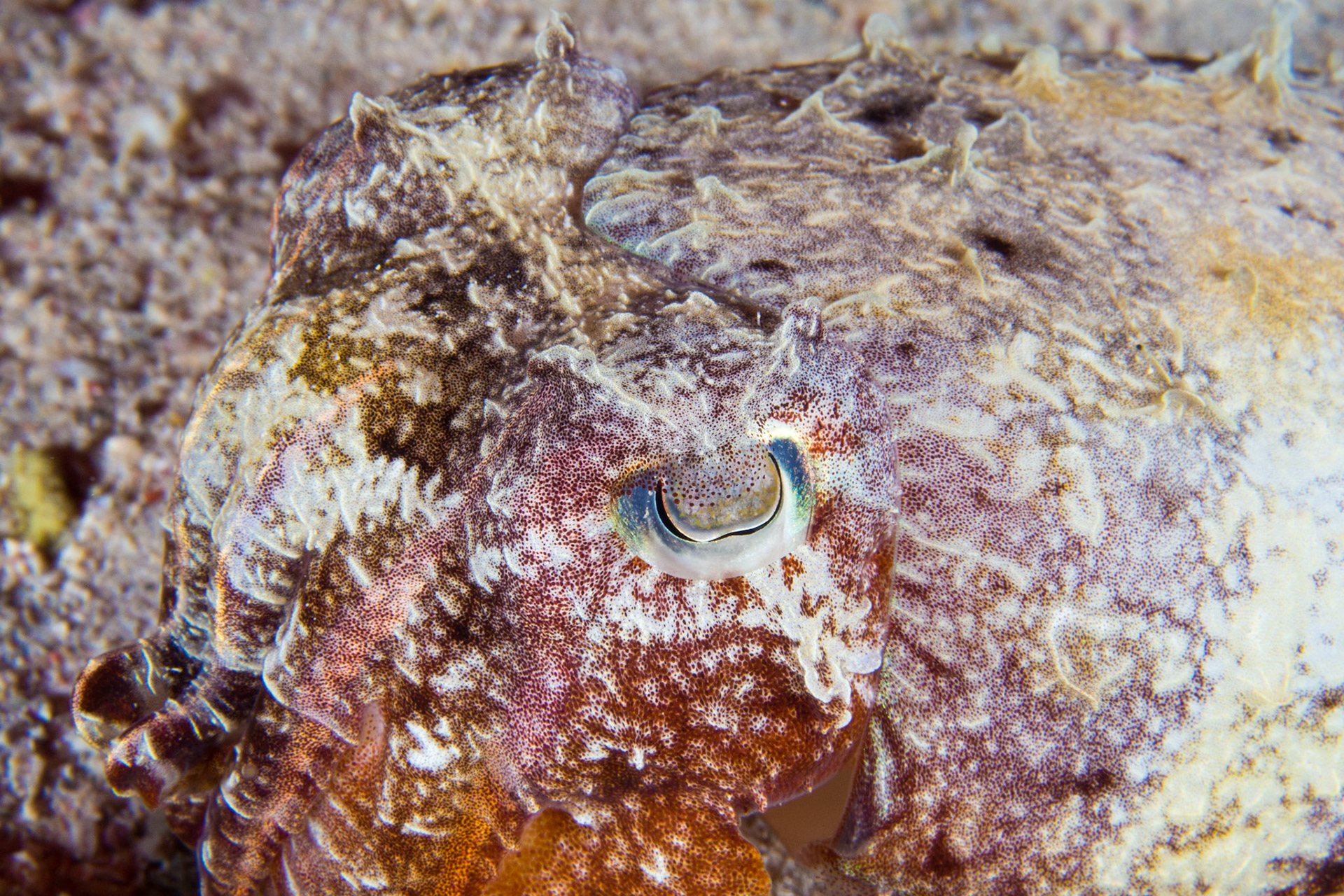 Hooded Cuttlefish