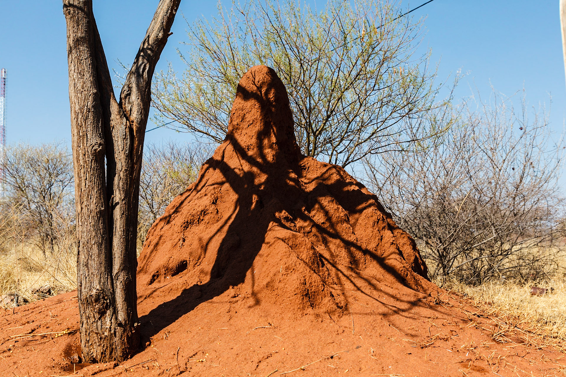 Termite mound