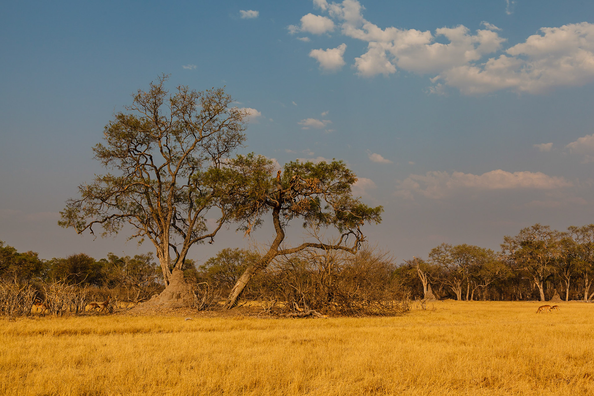 Impala