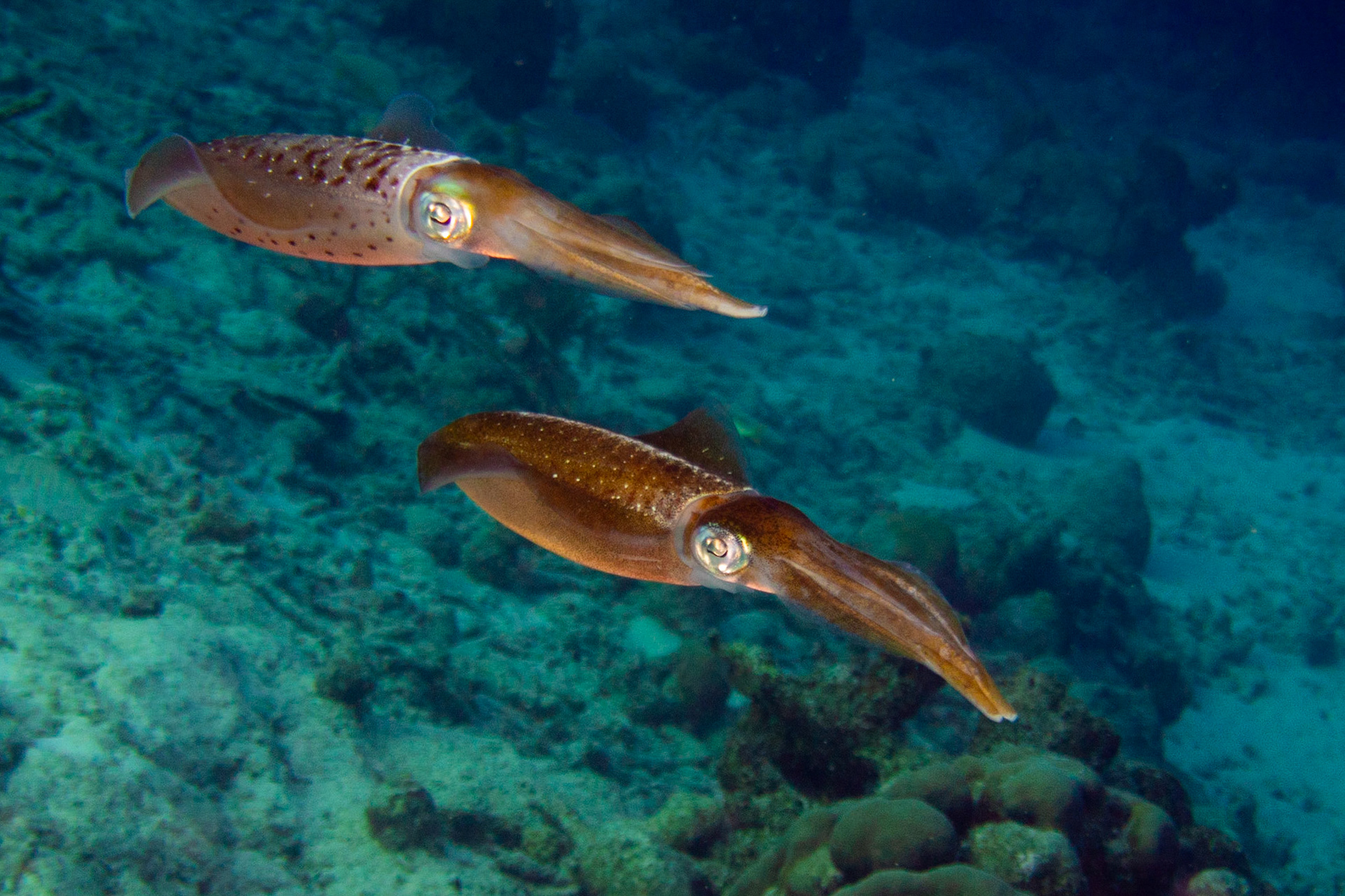 Caribbean Reef Squid