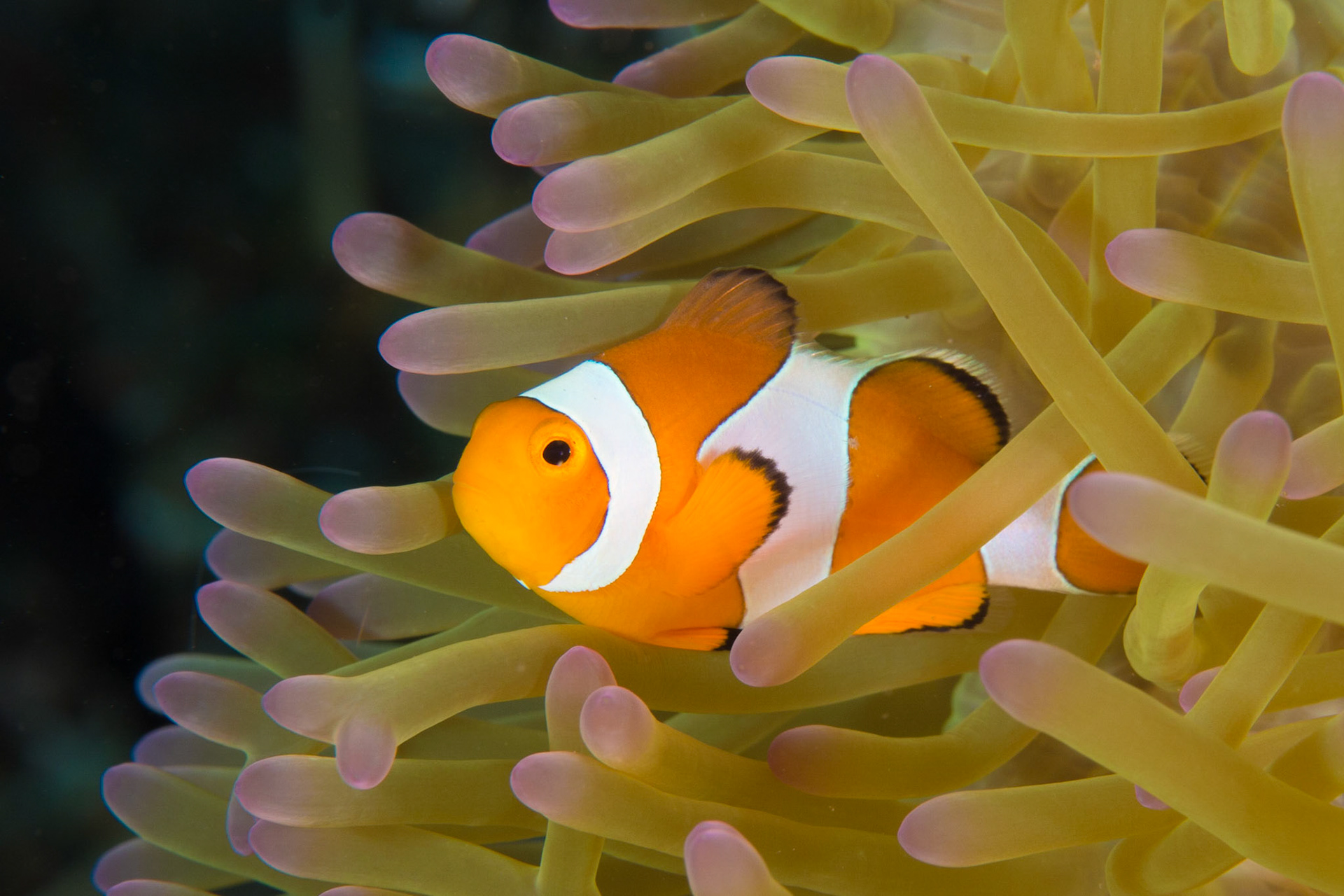 False Clown Anemonefish and Magnificent Anemone