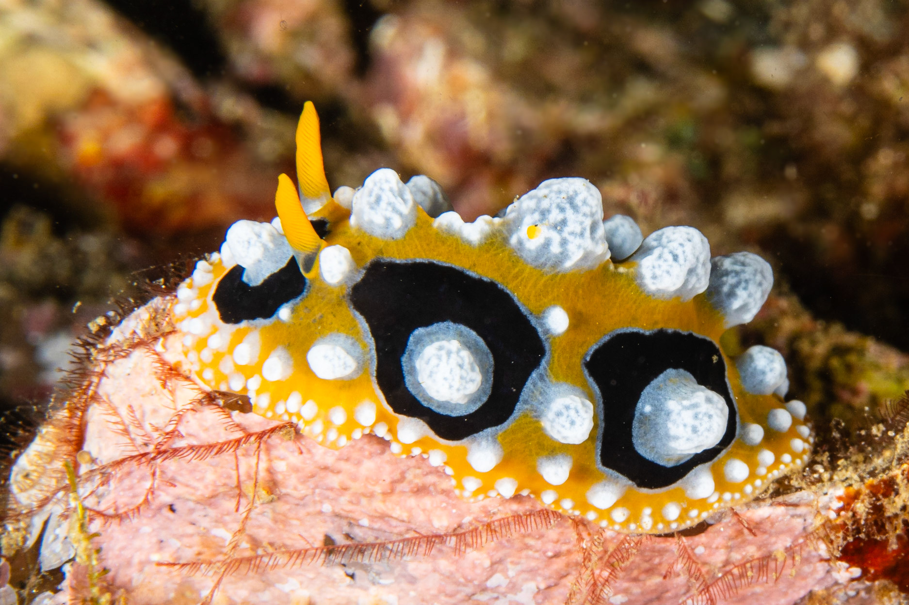 Phyllidia ocellata