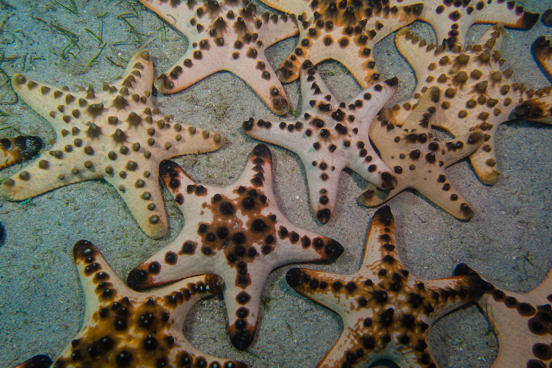 Chocolate Chip Sea Star