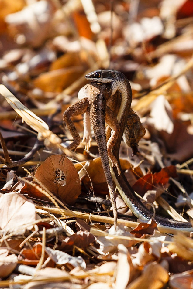 Striped Belly Sand Snake and Ground Agama