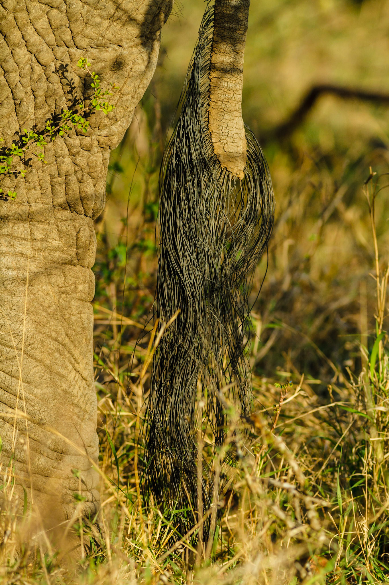 African Elephant