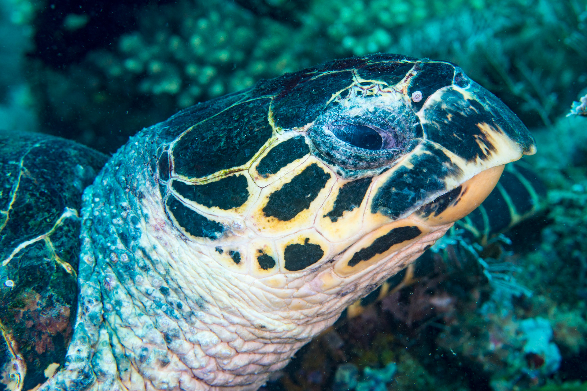 Hawksbill Turtle