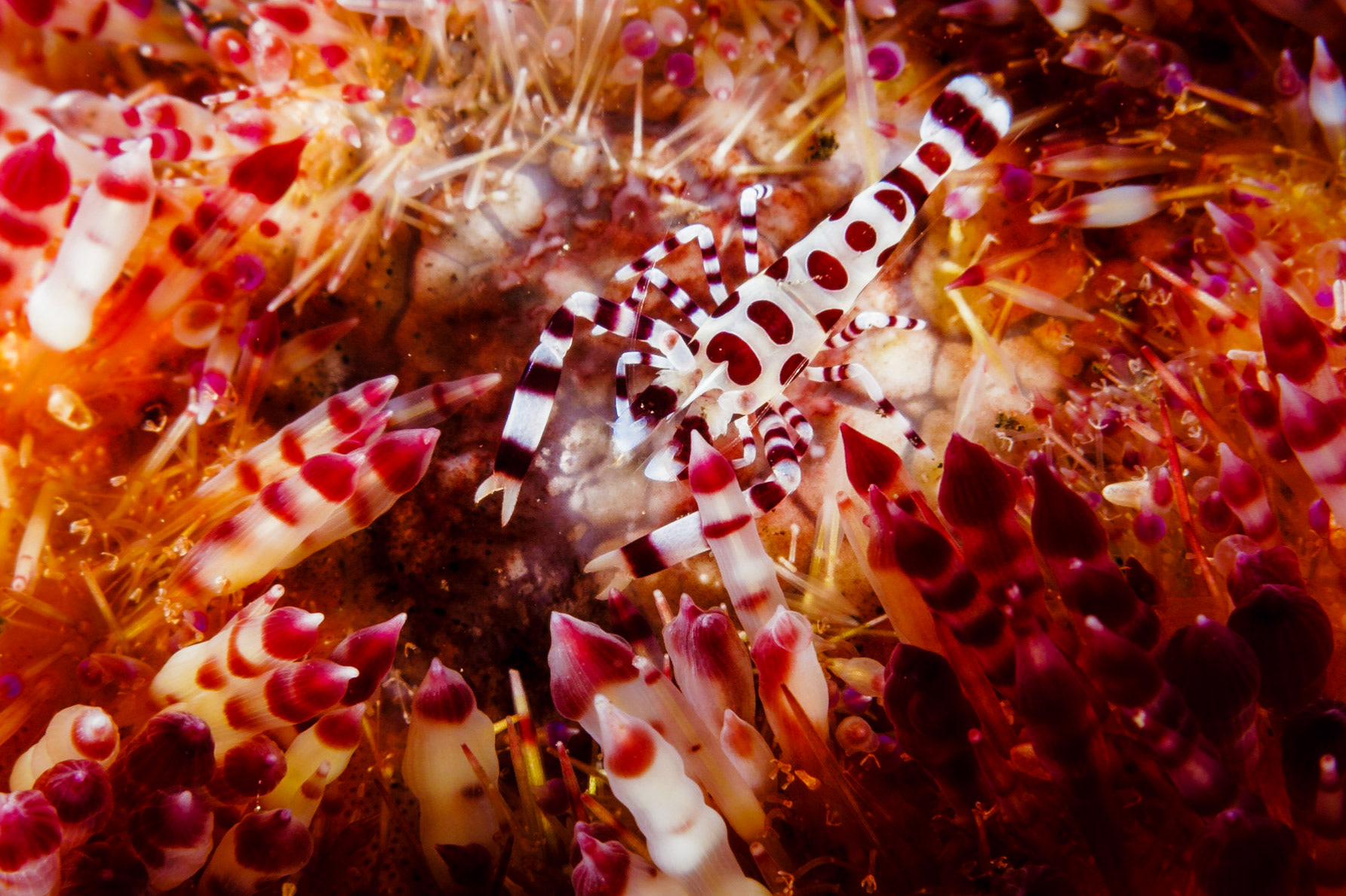 A Coleman Shrimp nestled among the spines of a Variable Fire Urchin