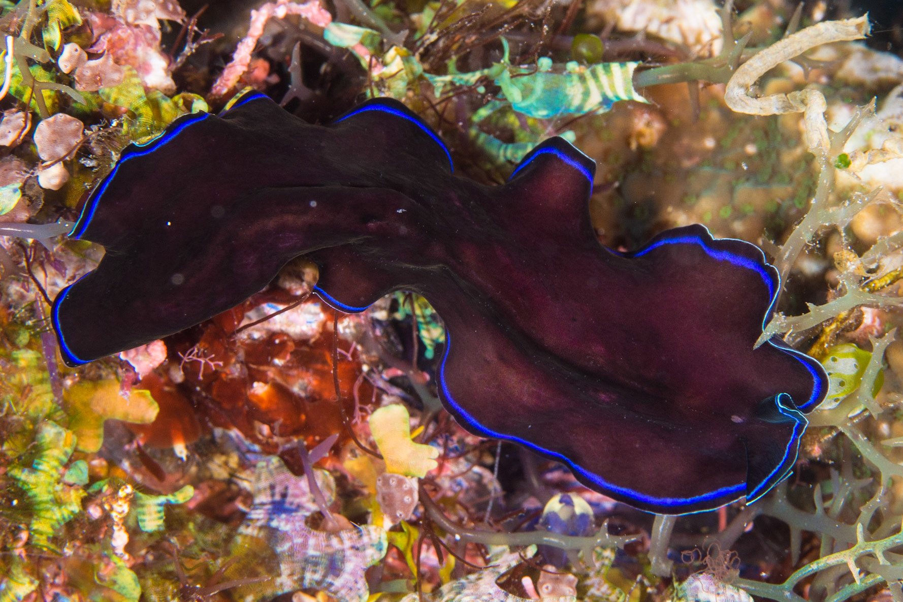Sapphire Flatworm