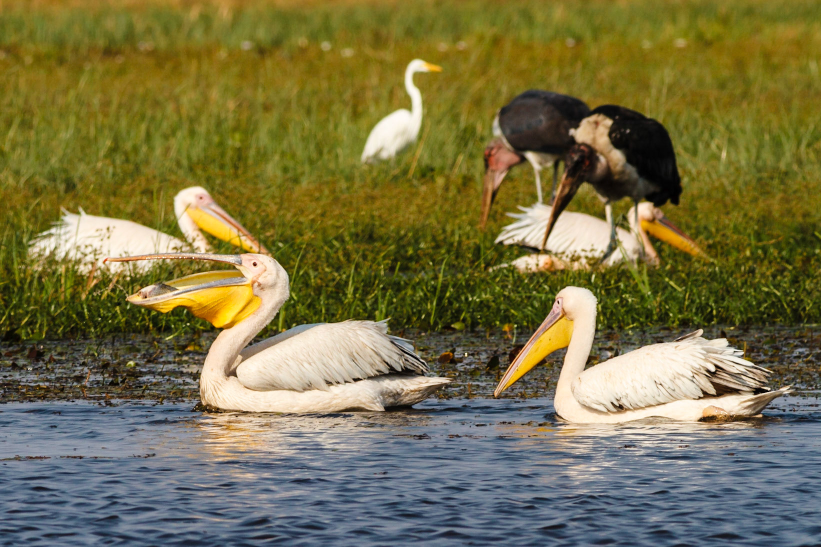 Great White Pelicans