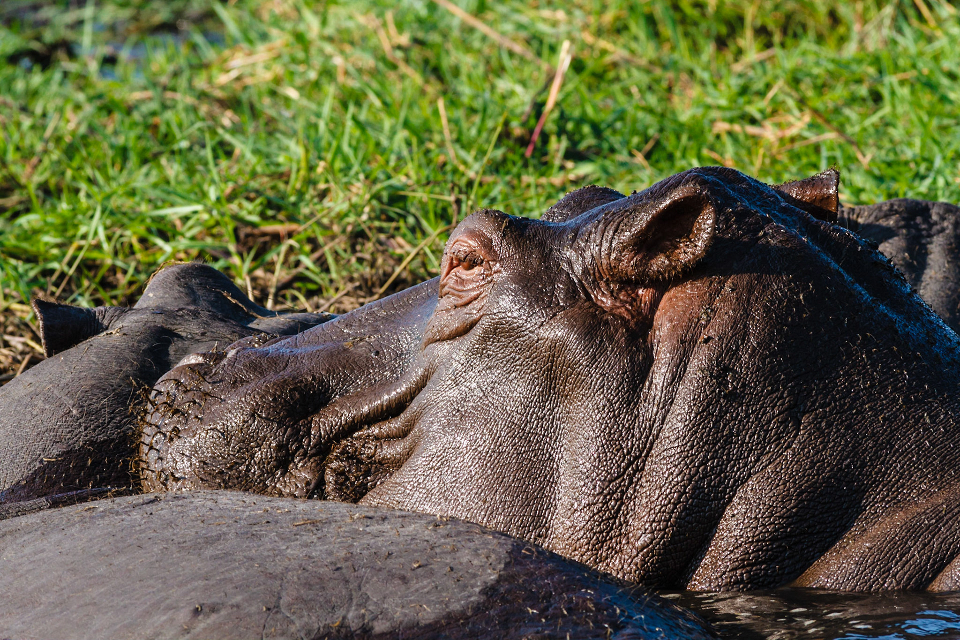 Hippopotamus