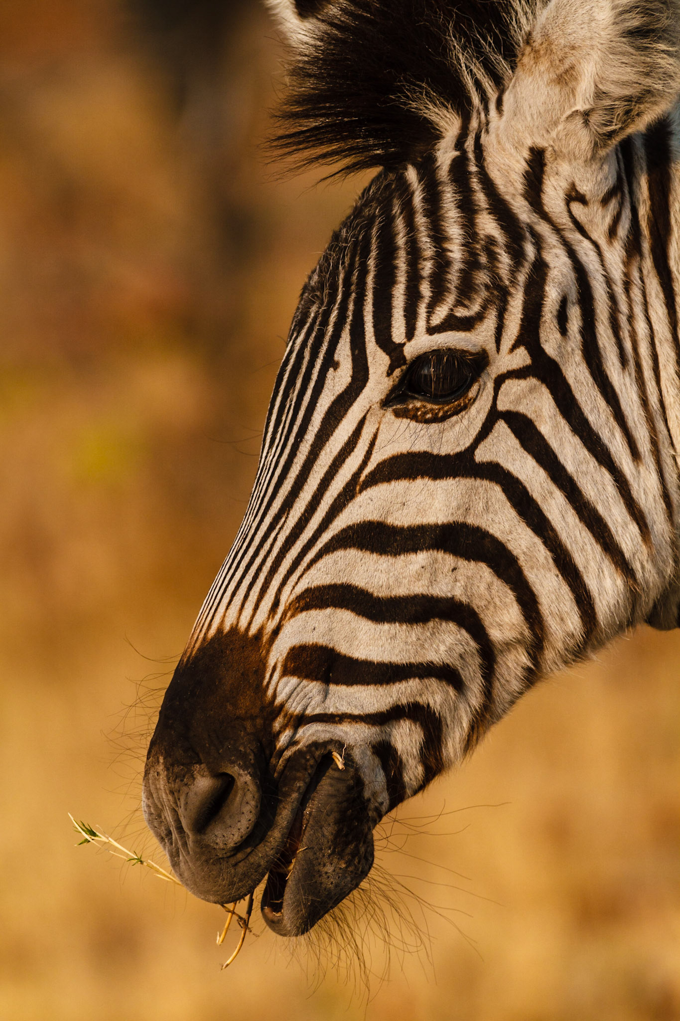 Common Zebra