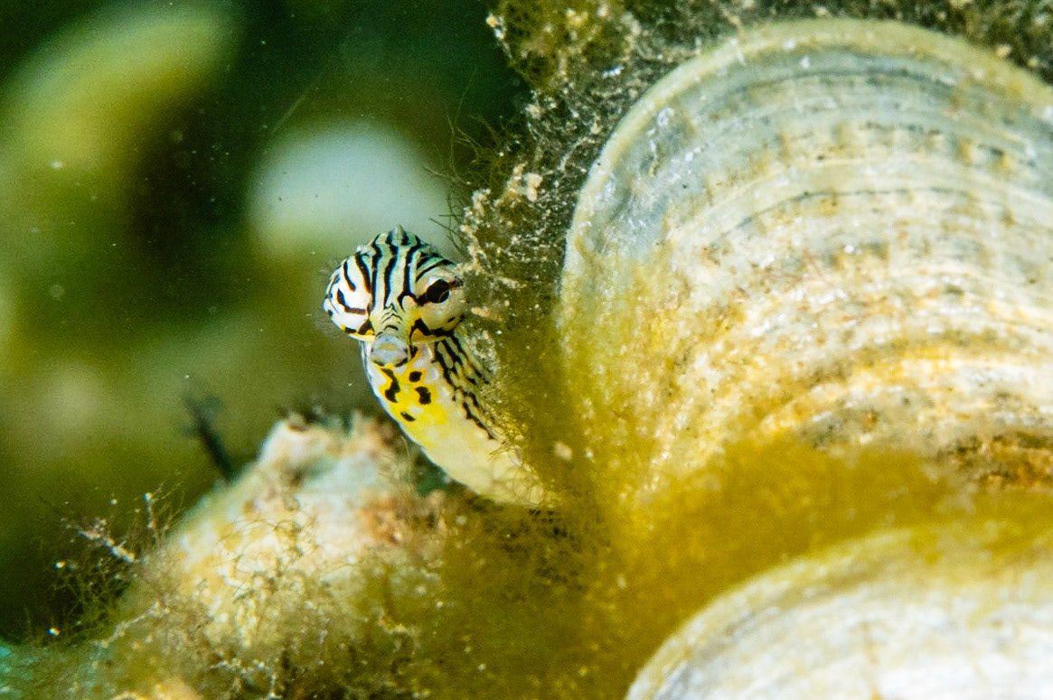 Reeftop Pipefish