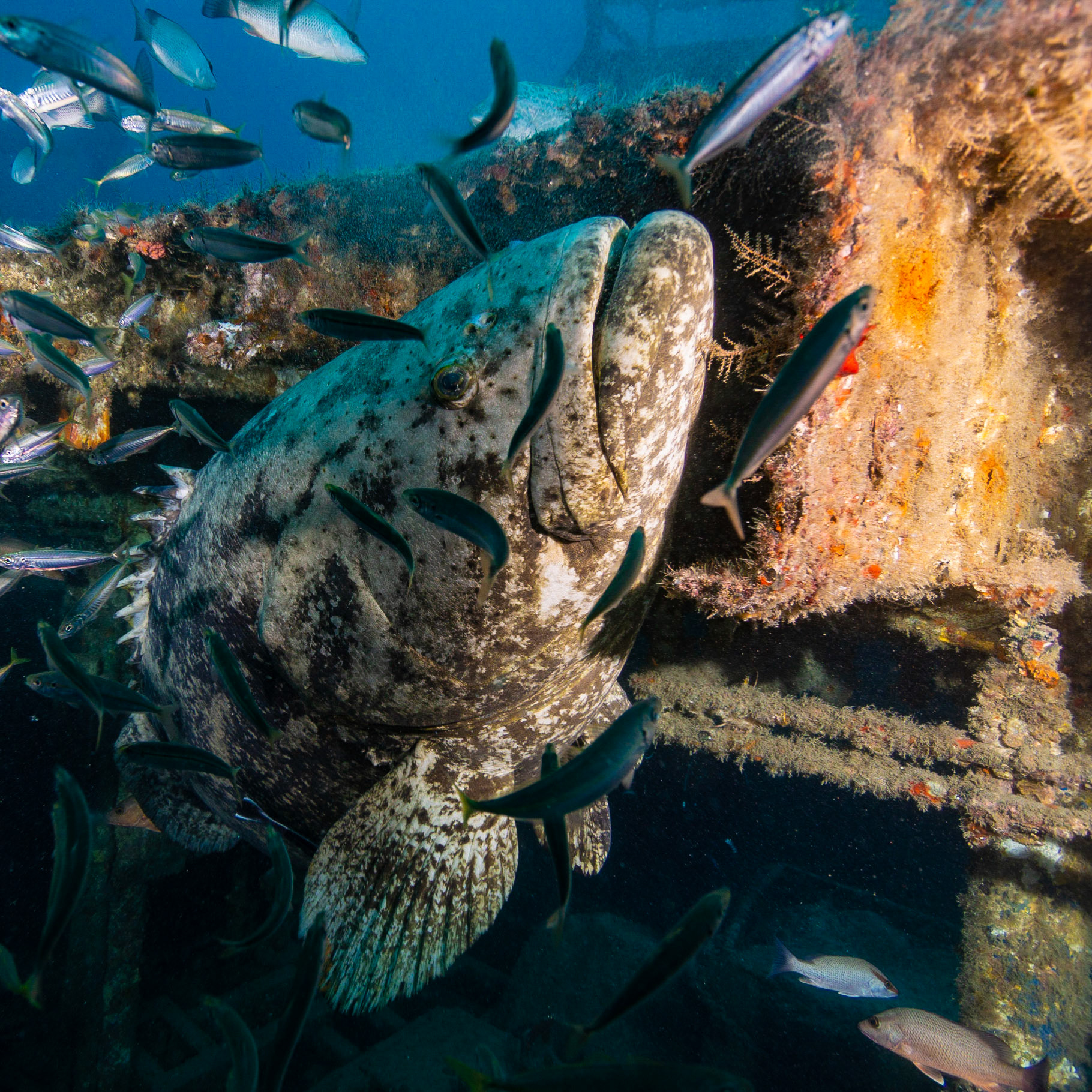 Goliath Grouper
