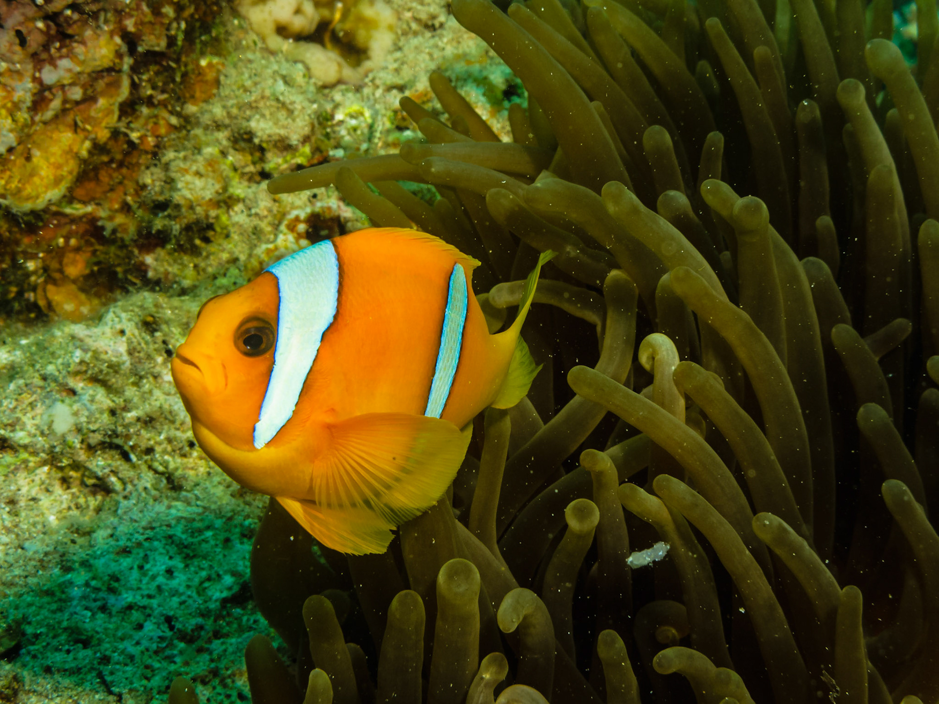 Red Sea Anemonefish