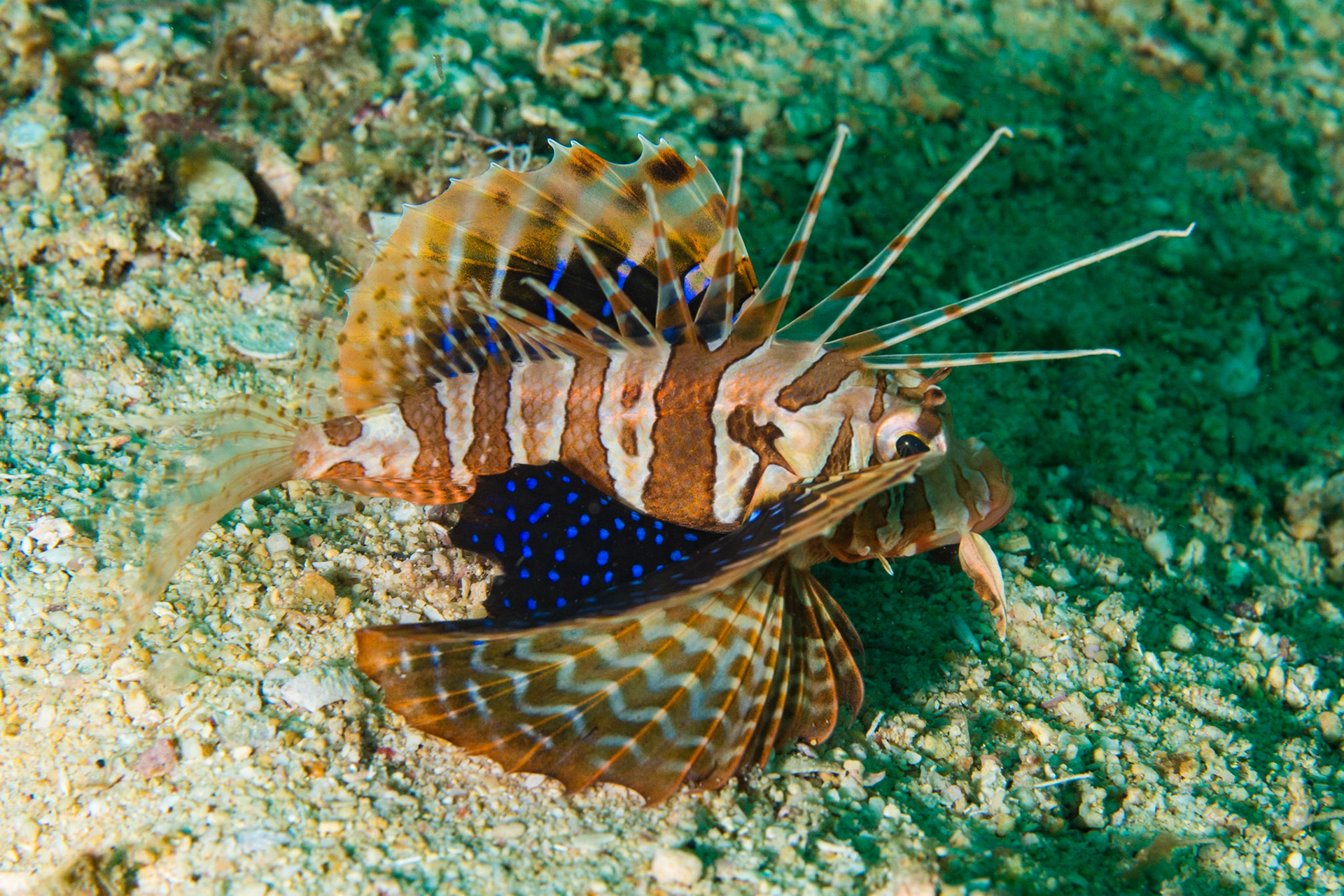Gurnard Lionfish