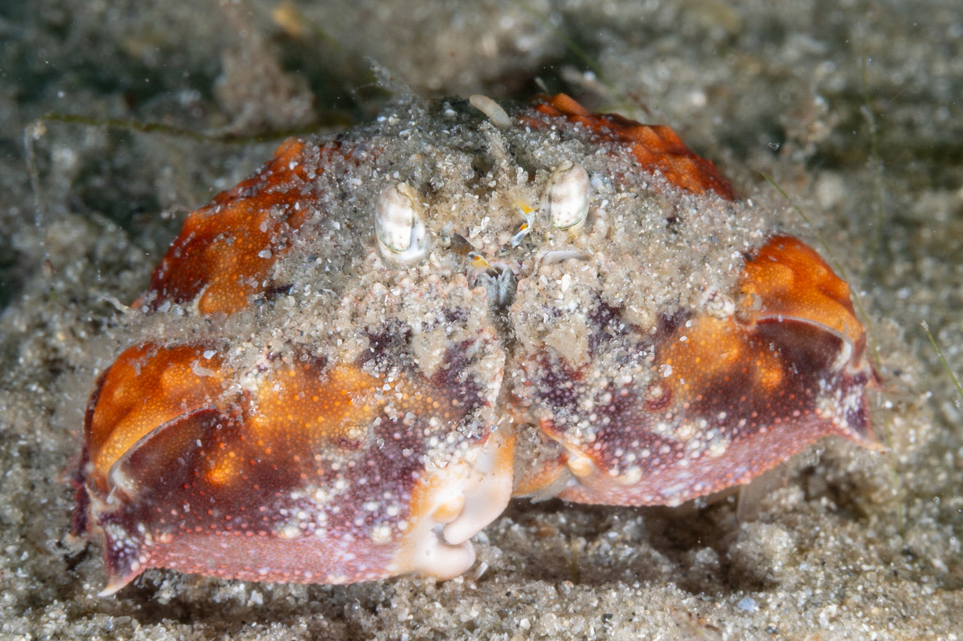 Rough Box Crab