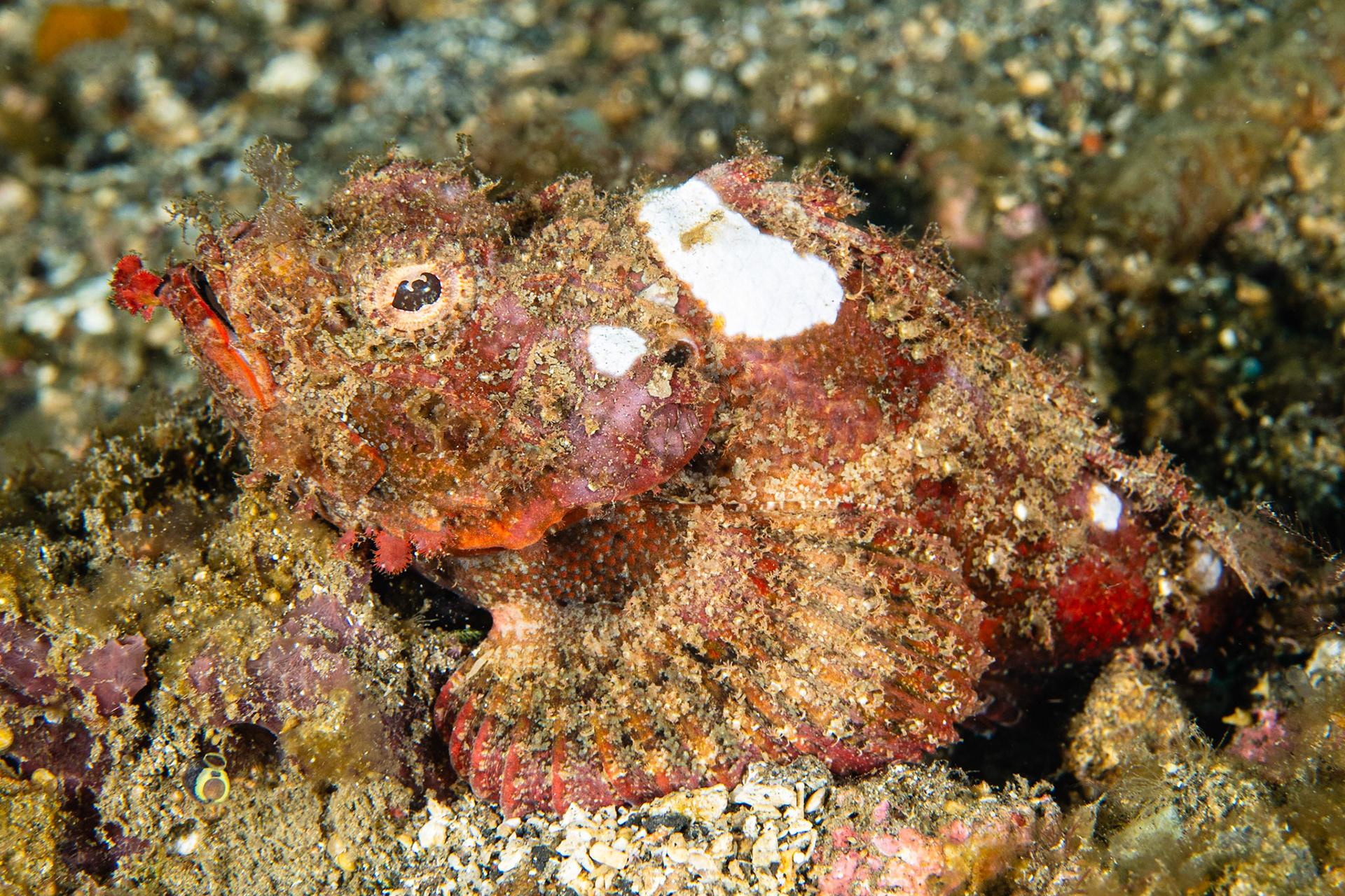 Flasher Scorpionfish
