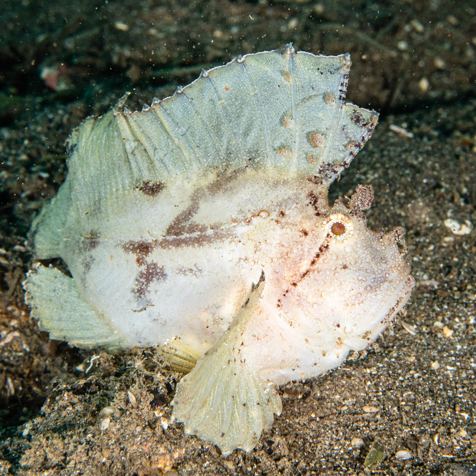 Leaf Scorpionfish