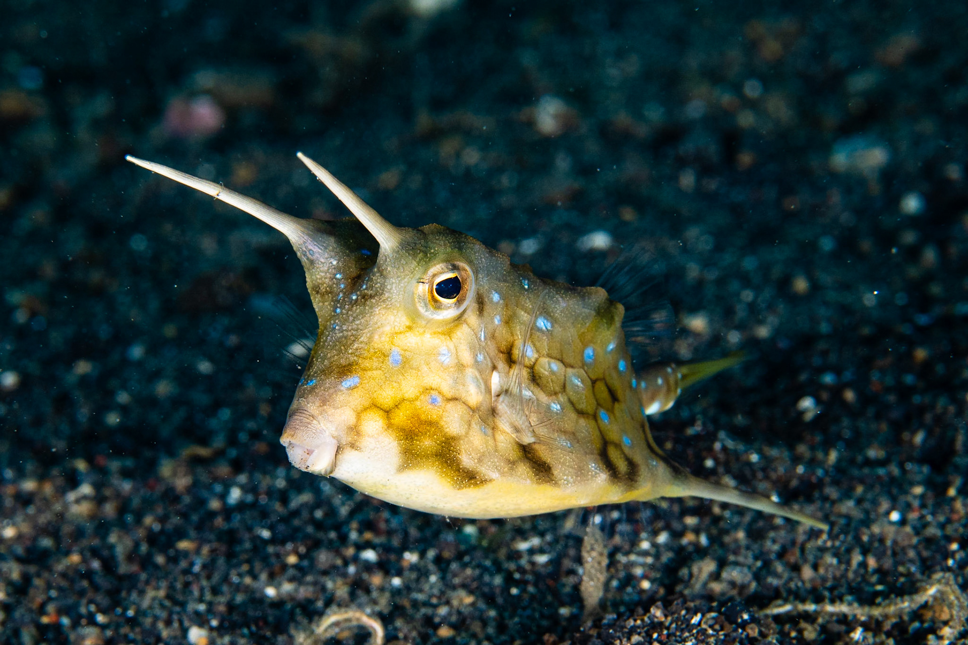 Longhorn Cowfish