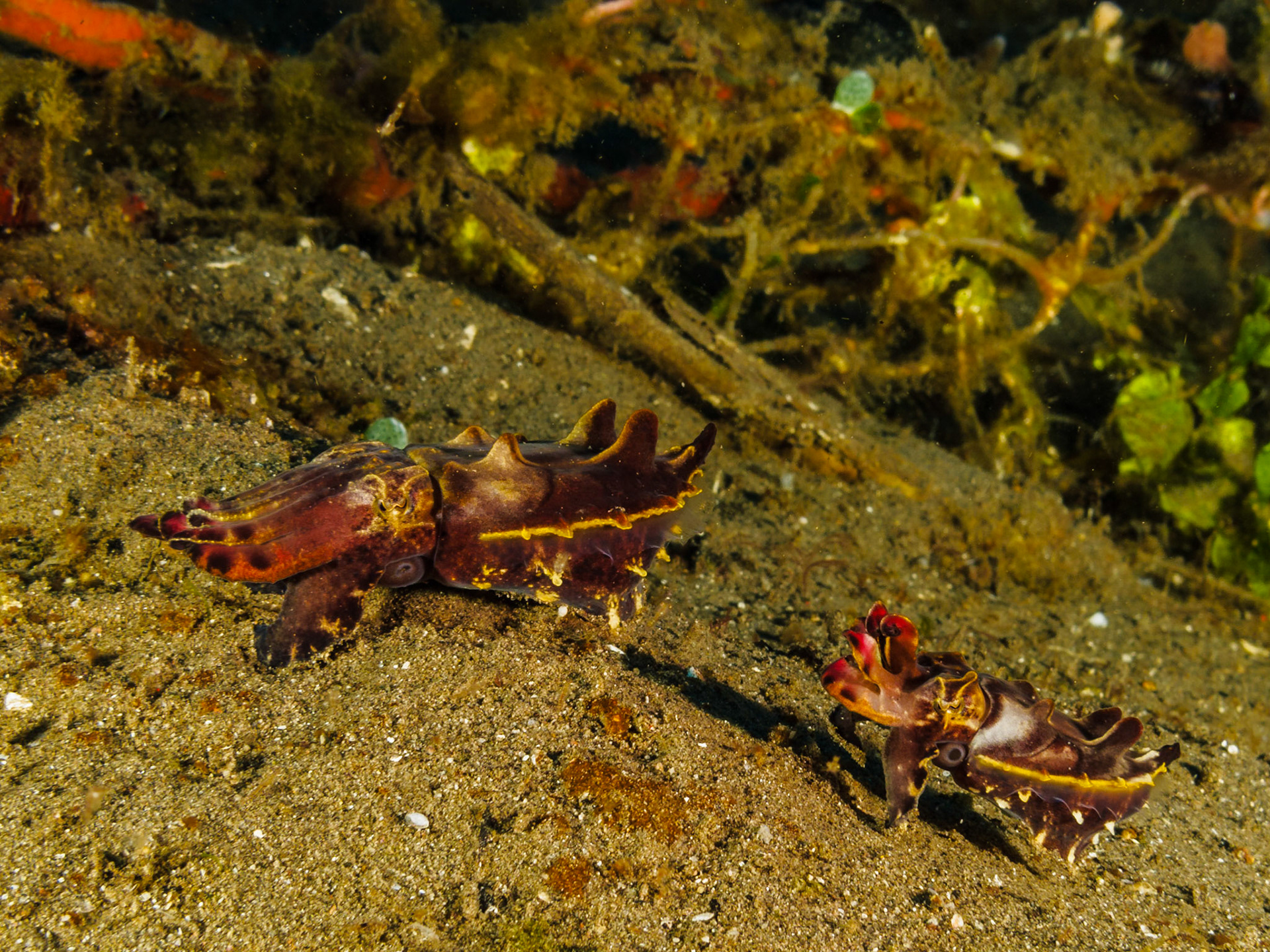 Flamboyant Cuttlefish