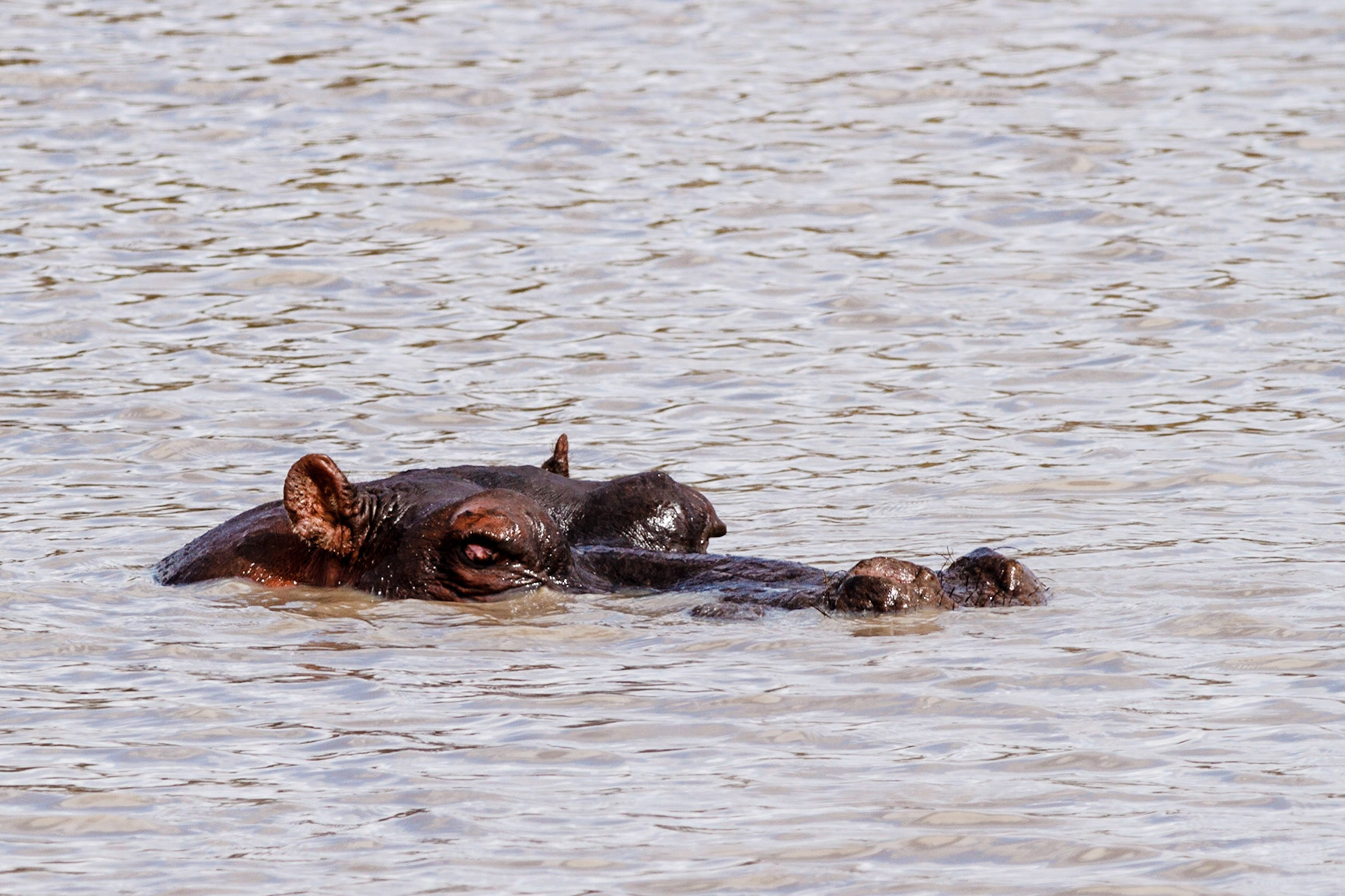 Hippopotamus