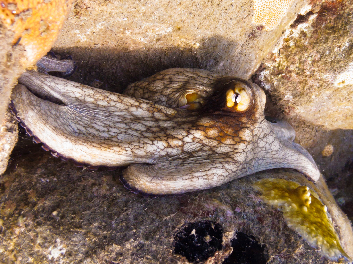 Common Octopus