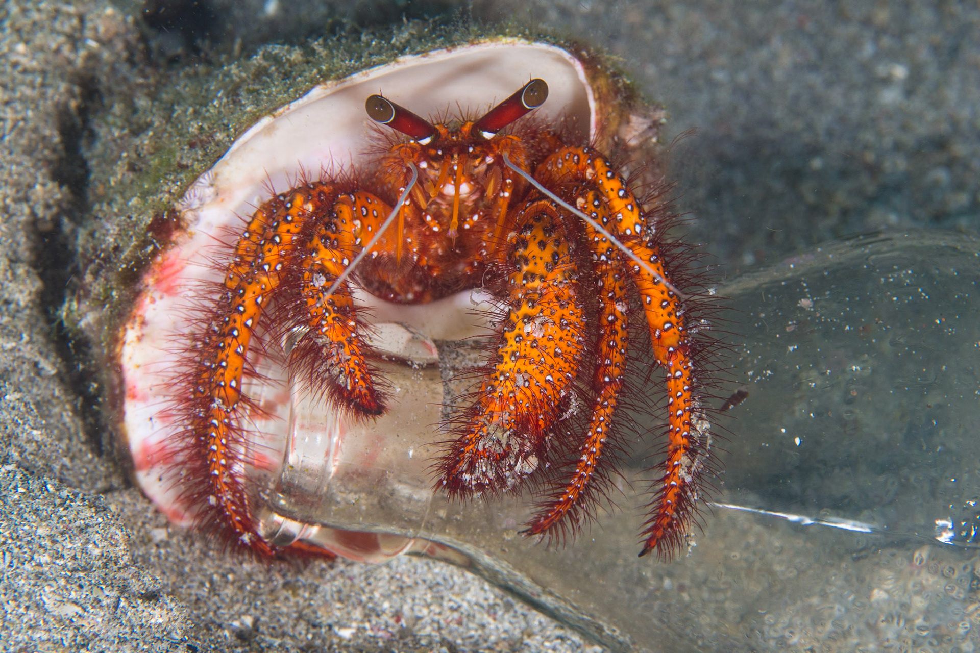 White-spotted Hermit Crab
