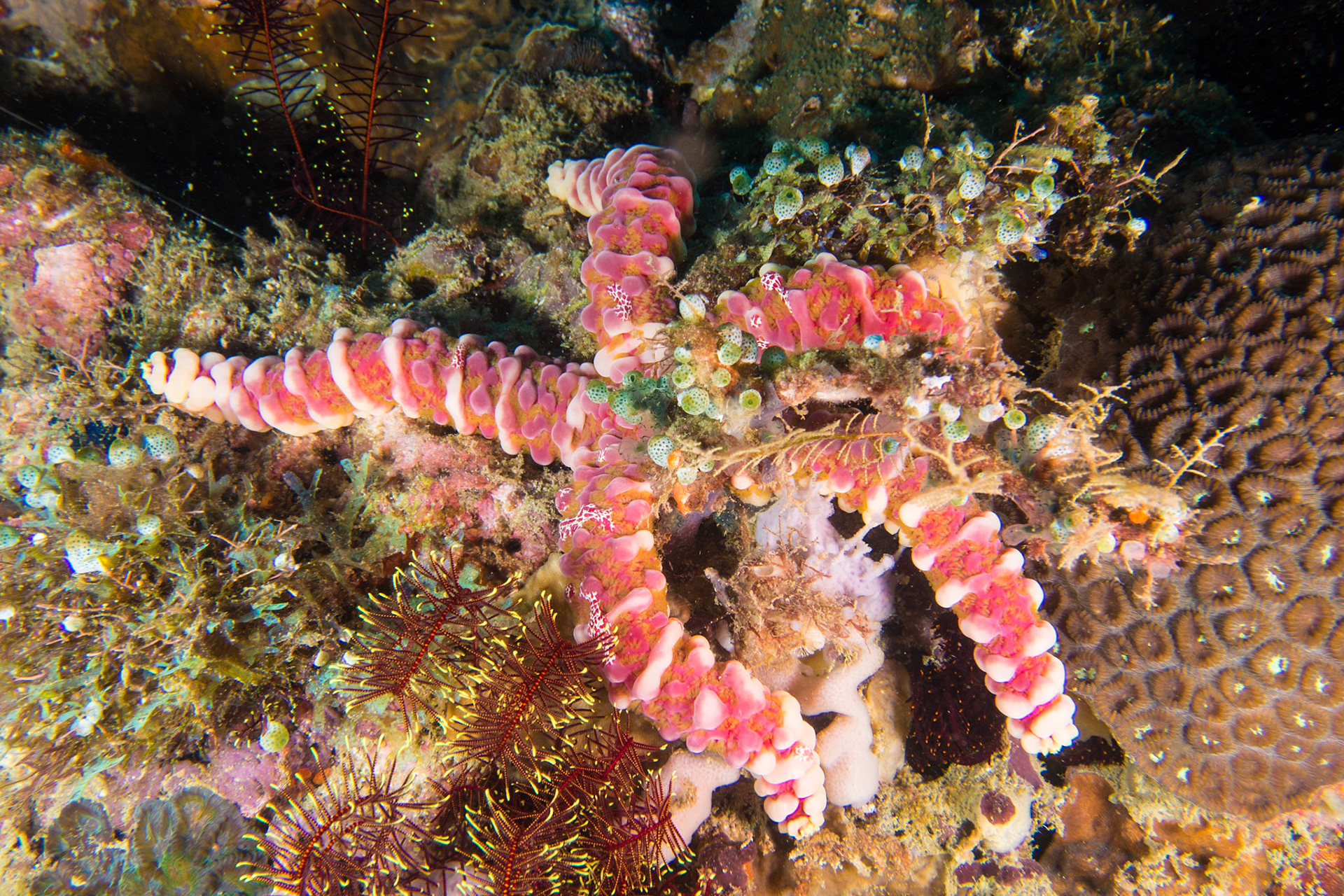 Warty Sea Star and Myzostomid Worms