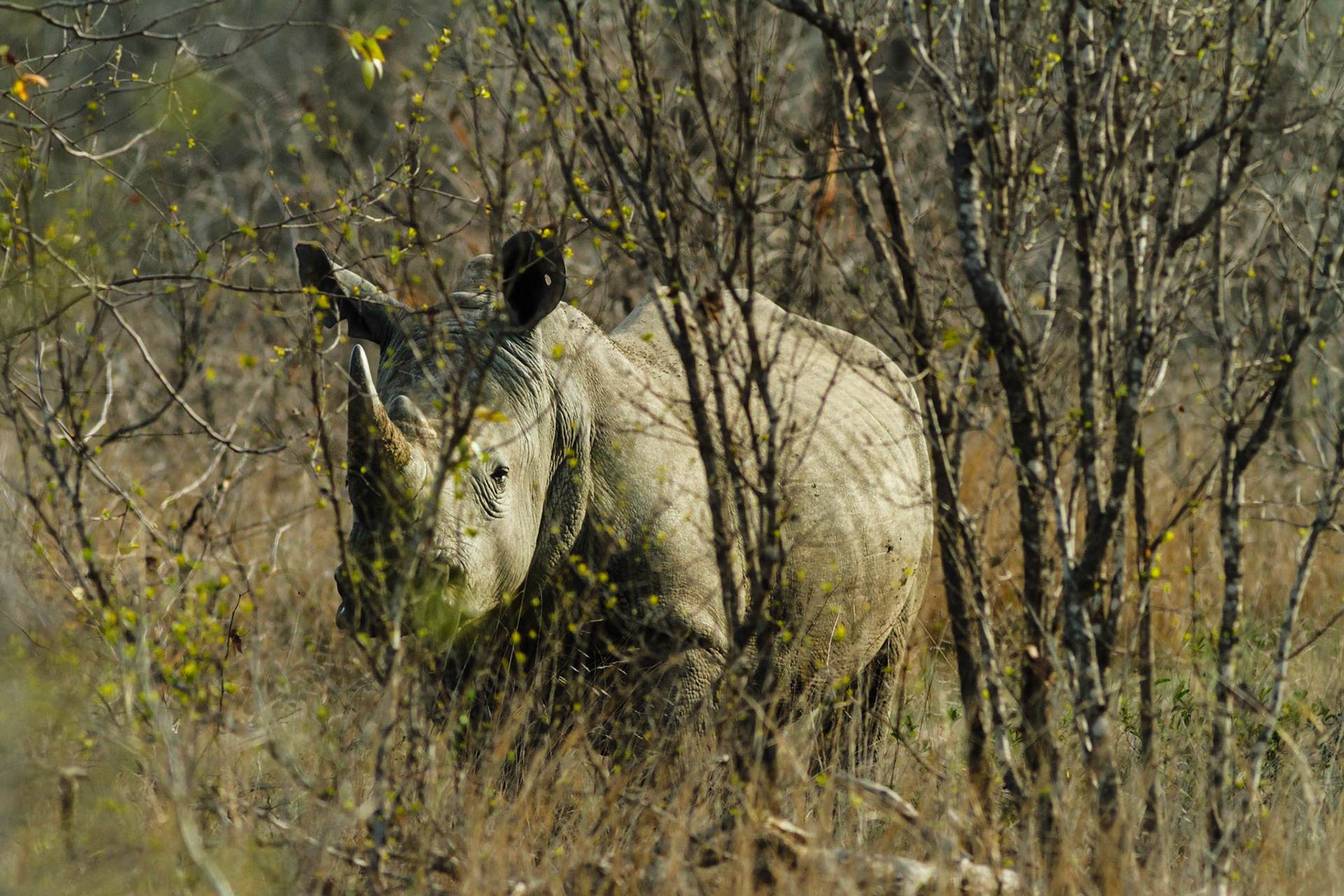 White Rhinoceros