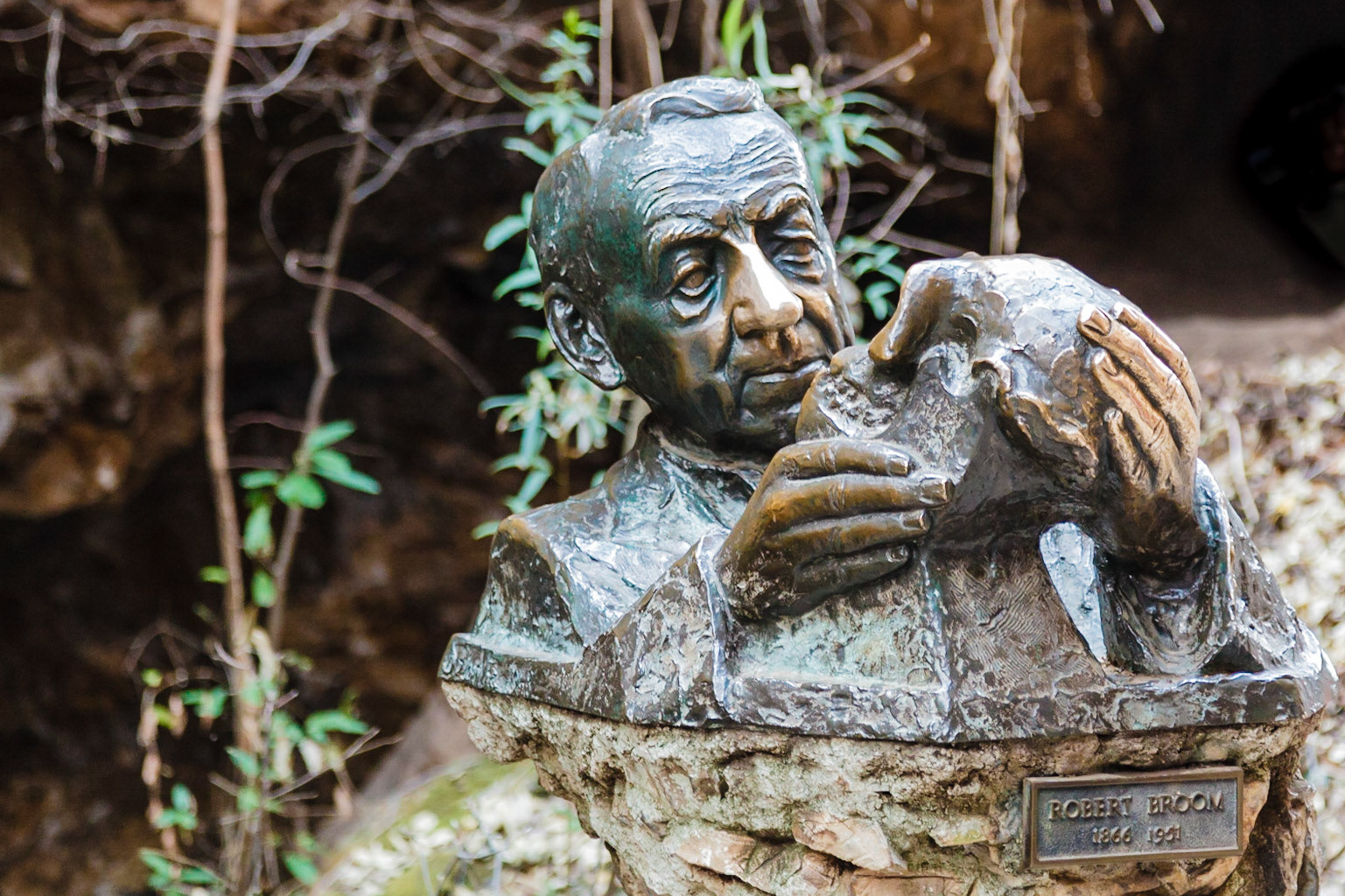 Bust of Dr. Robert Broom