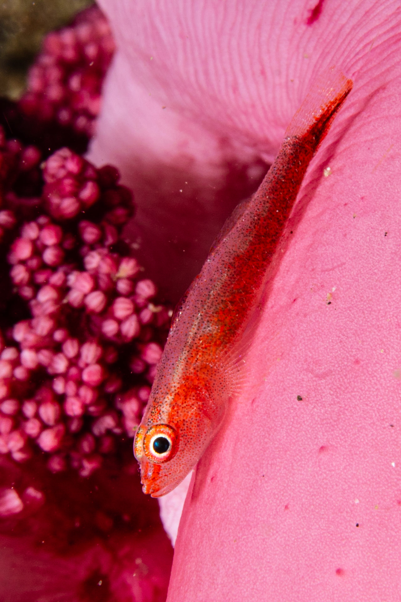 Soft Coral Ghostgoby