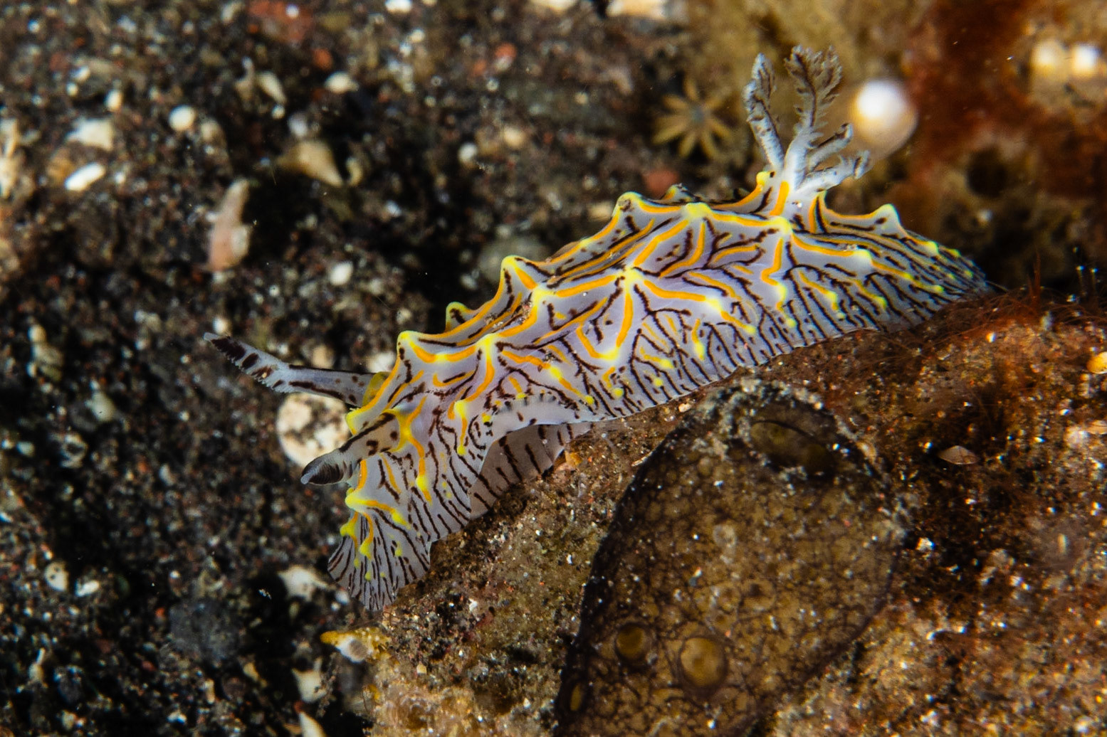 Halgerda willeyi