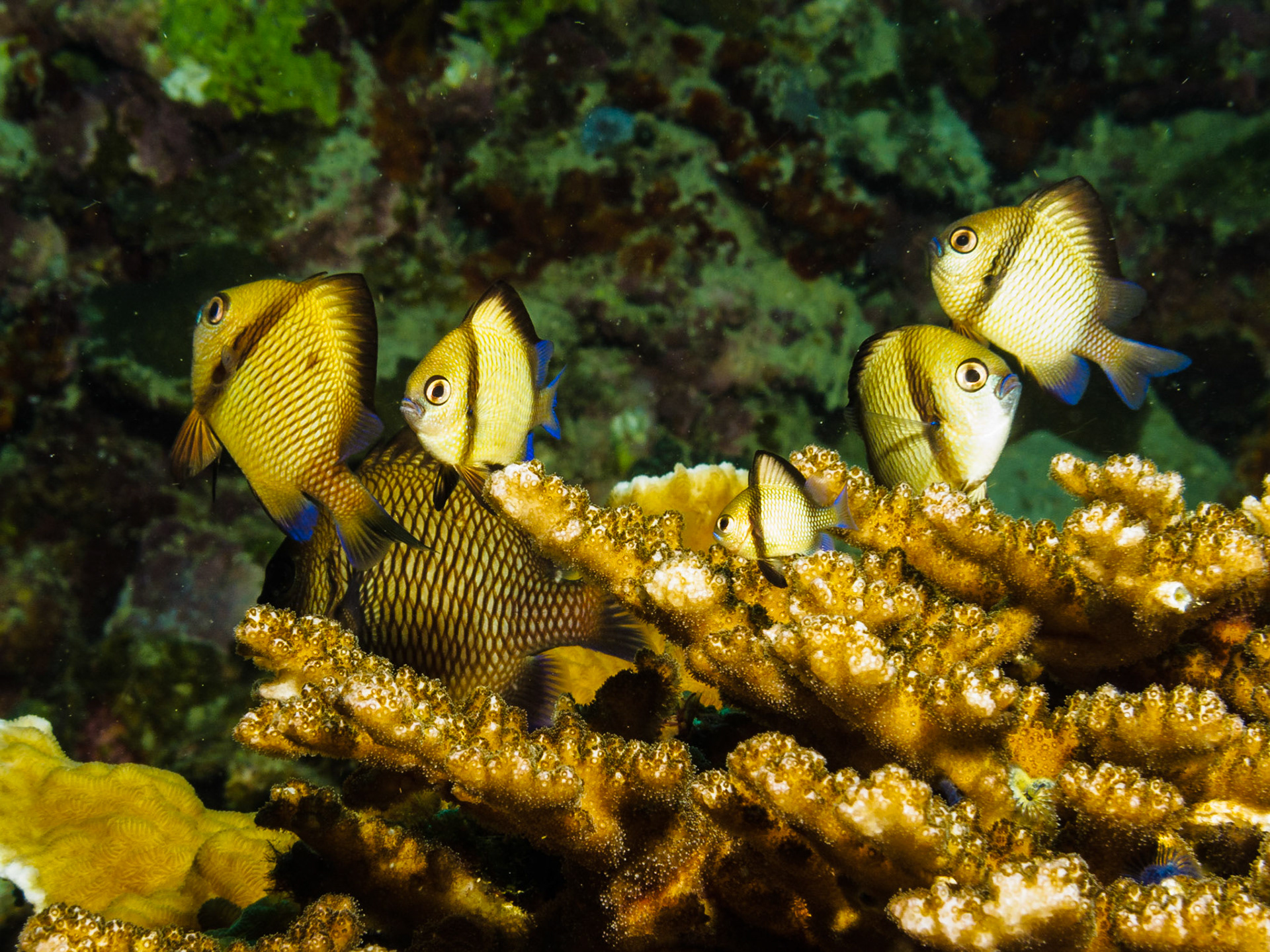 Reticulated Dascyllus