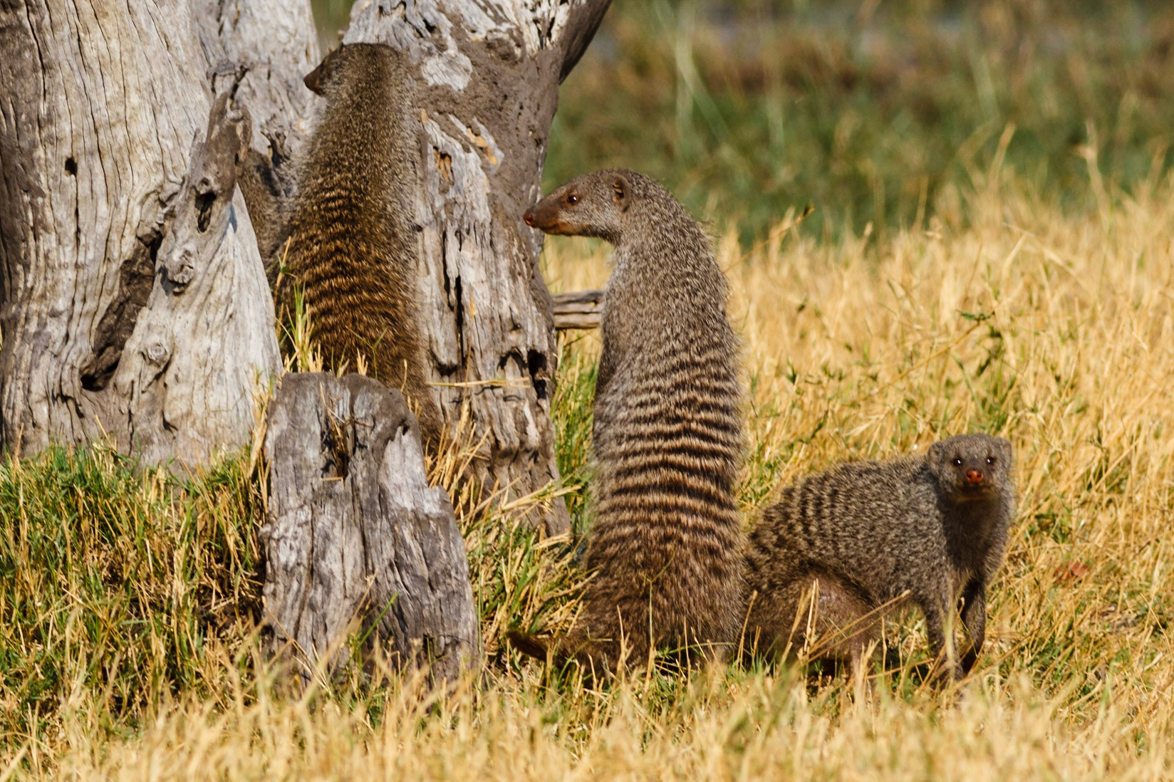 Banded Mongoose