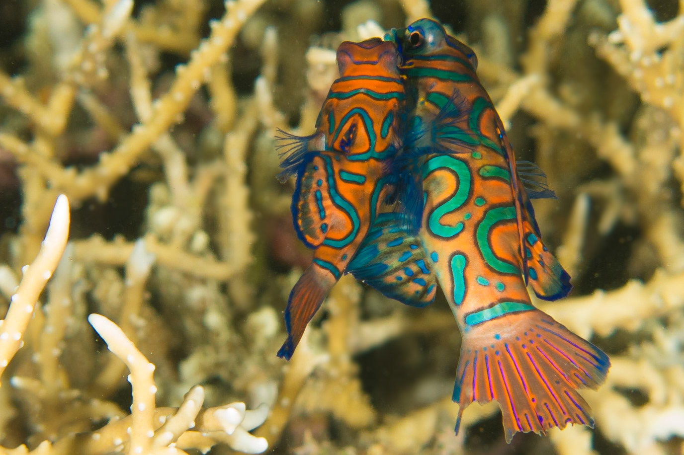 Mandarinfish
