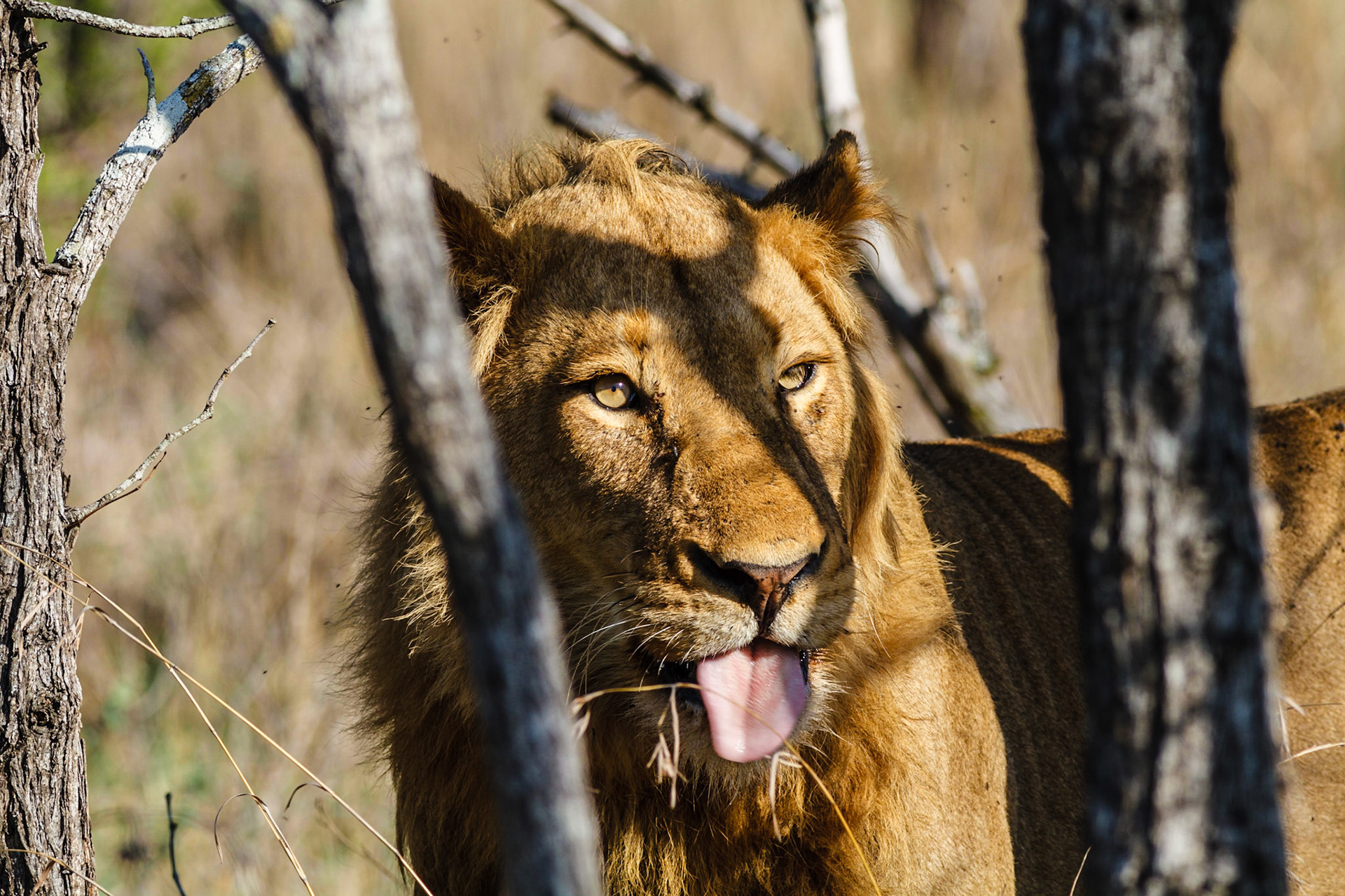 Lion